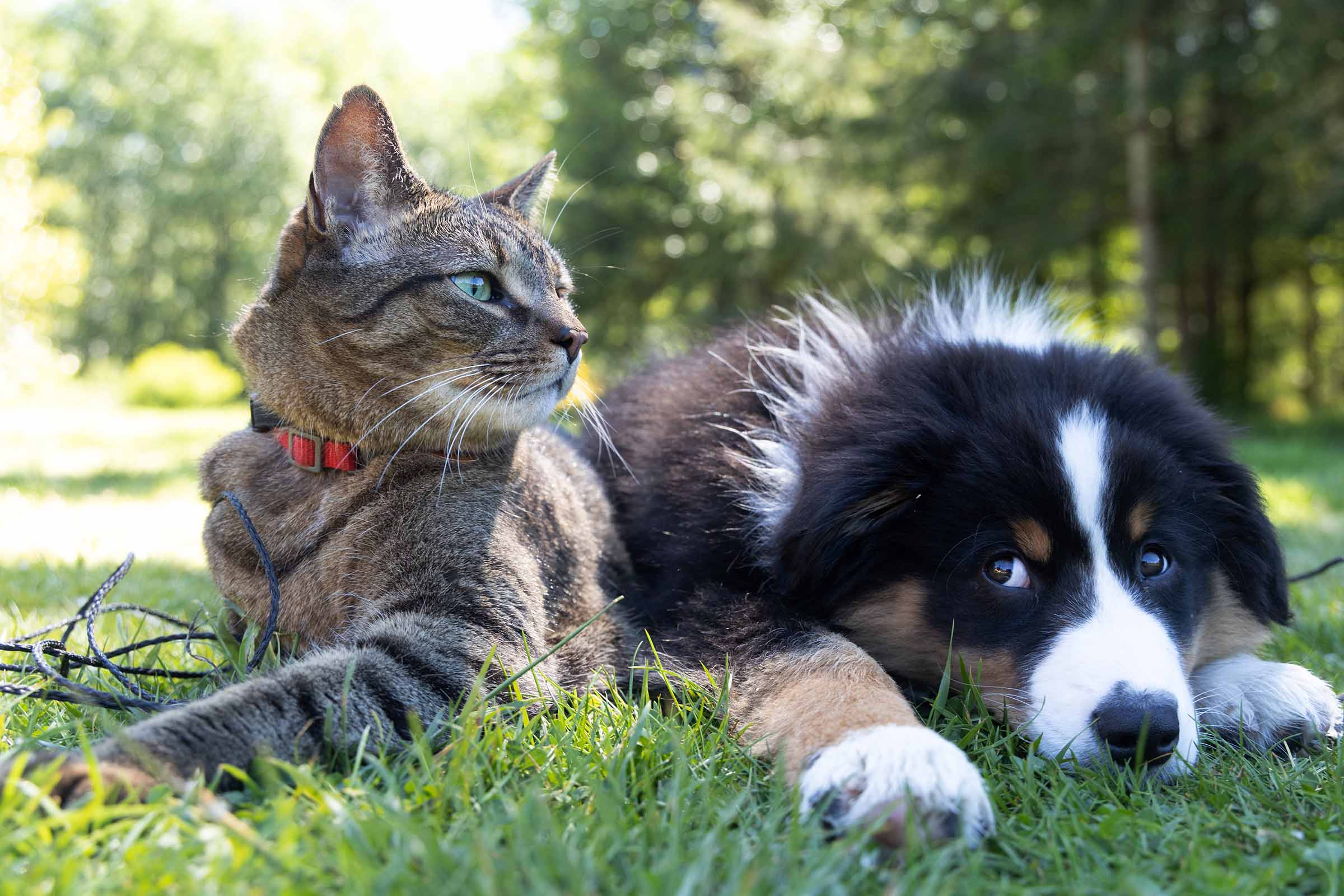 Mercado de animais domésticos do Brasil atrai empresa estrangeira.