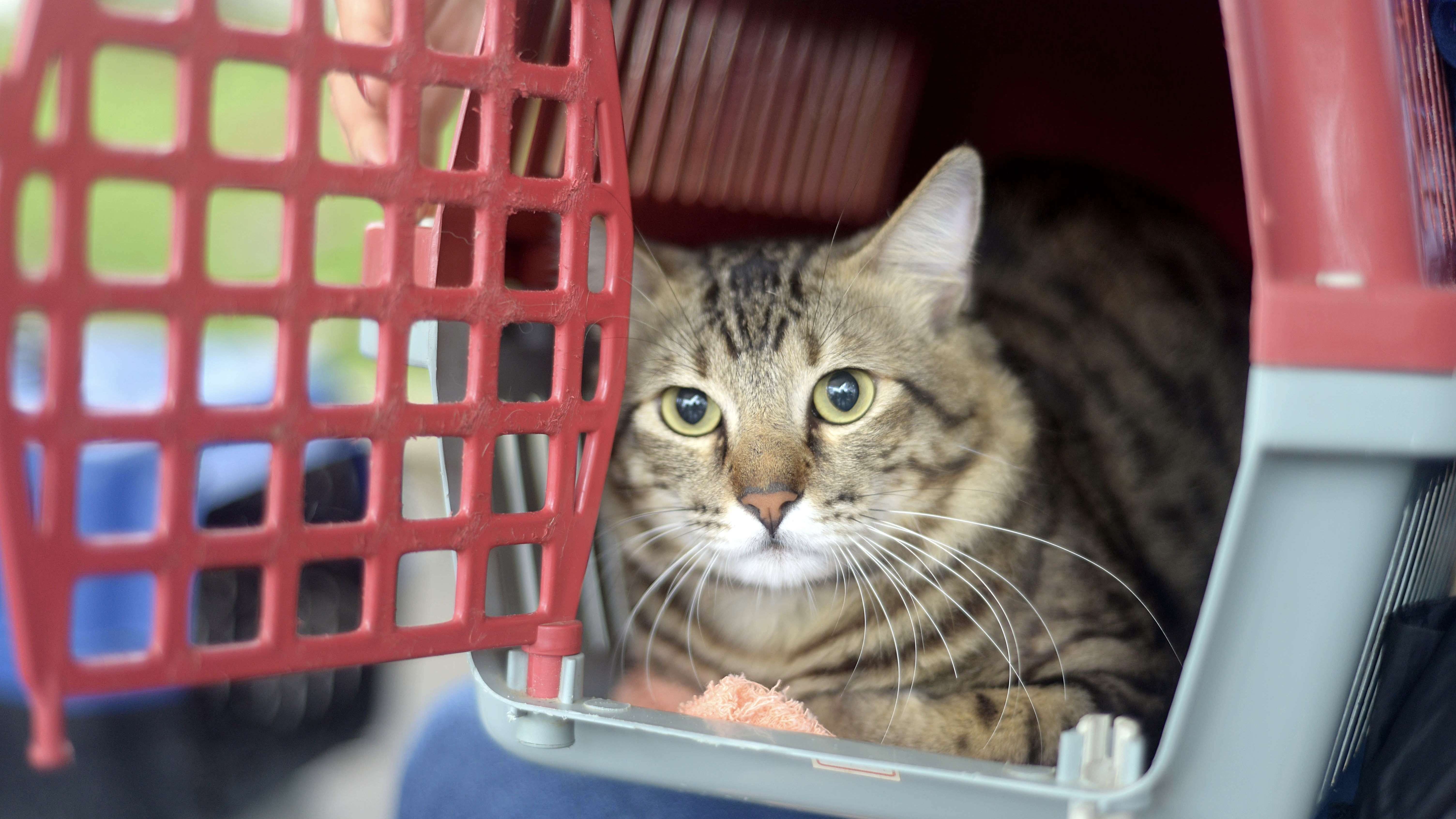 Confira dicas para cuidar dos pets no São João