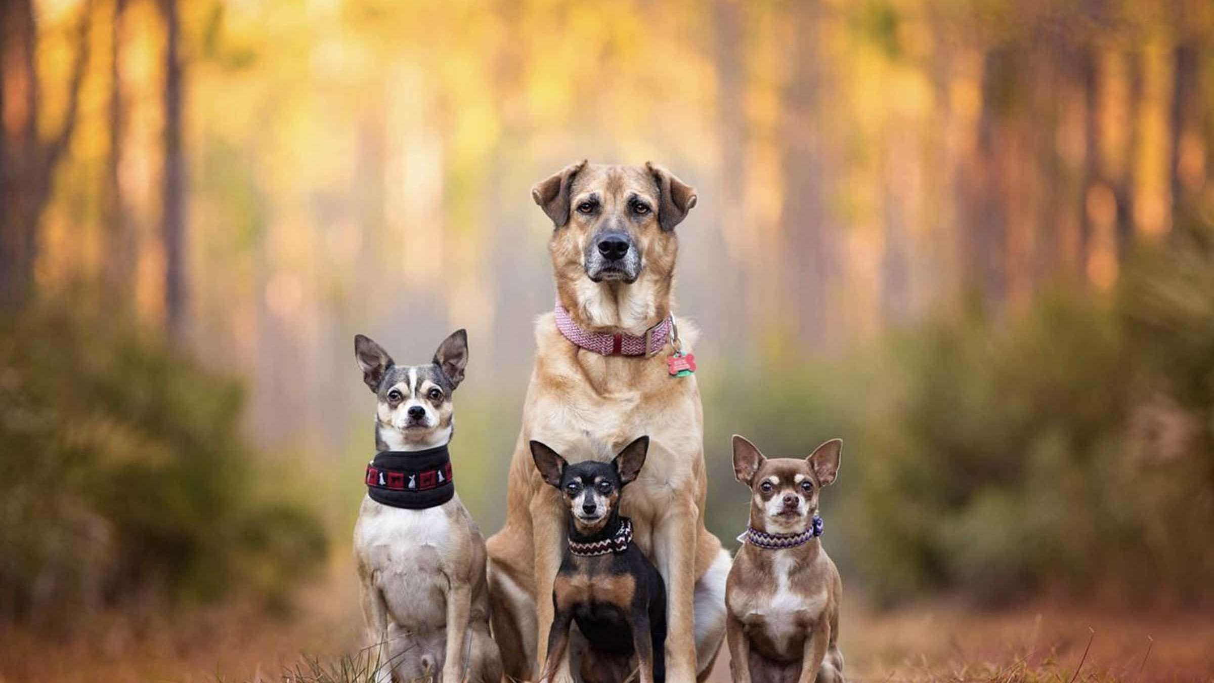 Produtos de higiene humana não são indicados para pets: especialista esclarece os riscos