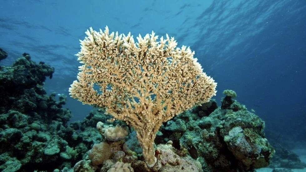 Biodiversidade em Perigo: Sítios do Patrimônio Mundial, a Última Trincheira de Proteção