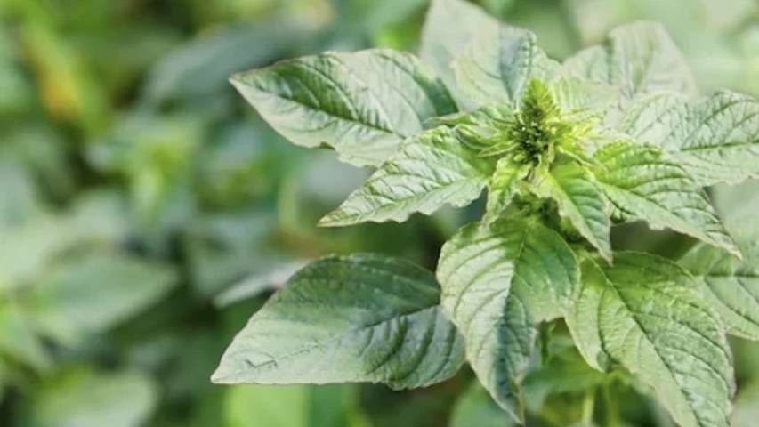 Culinária Baiana: Nutricionista destaca os benefícios do Caruru