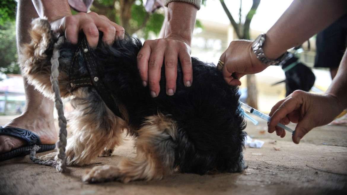 Dia Mundial contra a raiva traz alerta sobre importância da vacinação