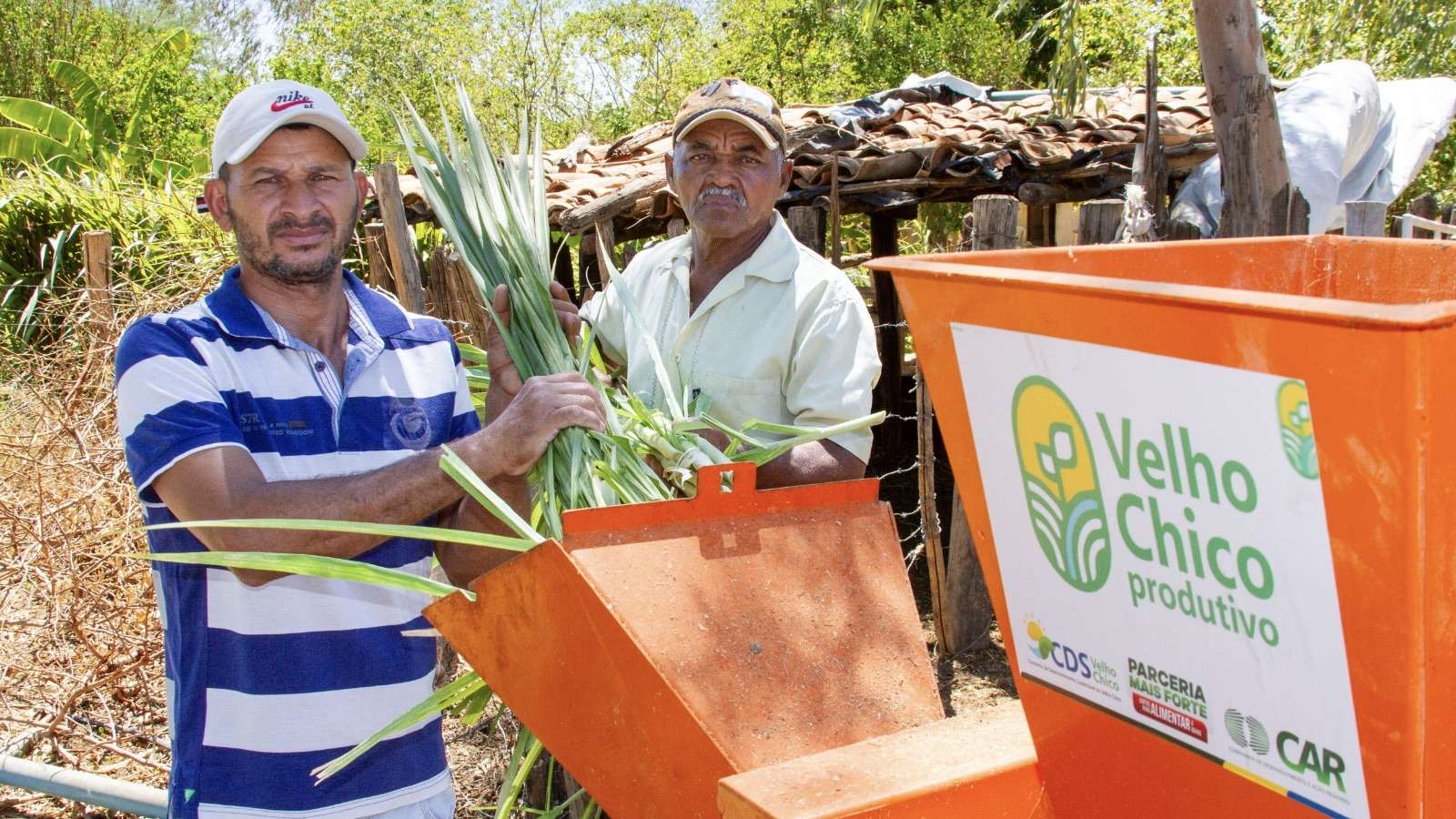 Bovinocultura de leite transforma economia da comunidade rural de Bom Jesus da Lapa