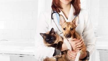 Veterinária dá dicas para proteger animais de estimação do calor intenso