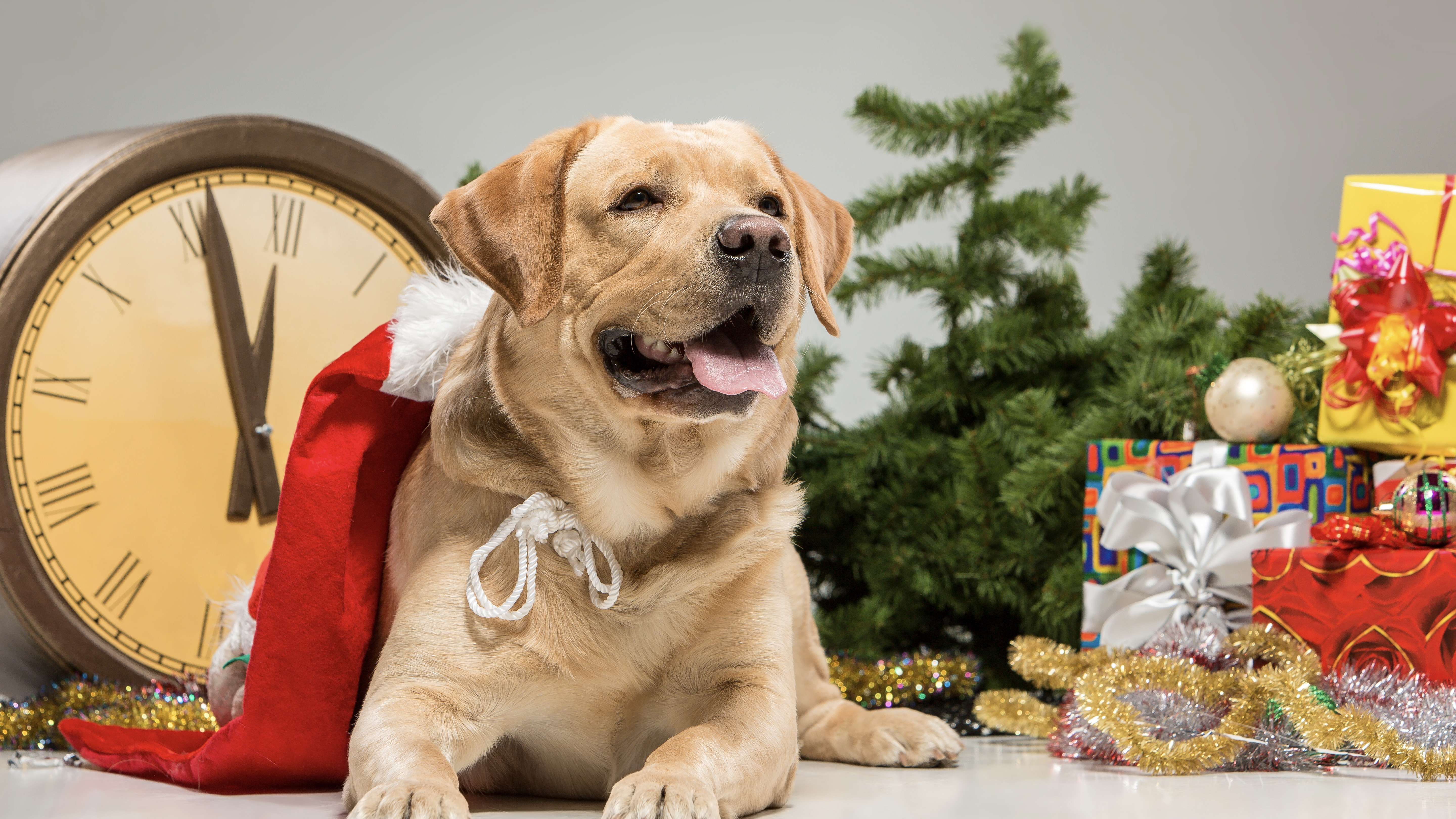 Desafios para Pets nas Festas de Fim de Ano: Veterinária oferece dicas essenciais para tutores