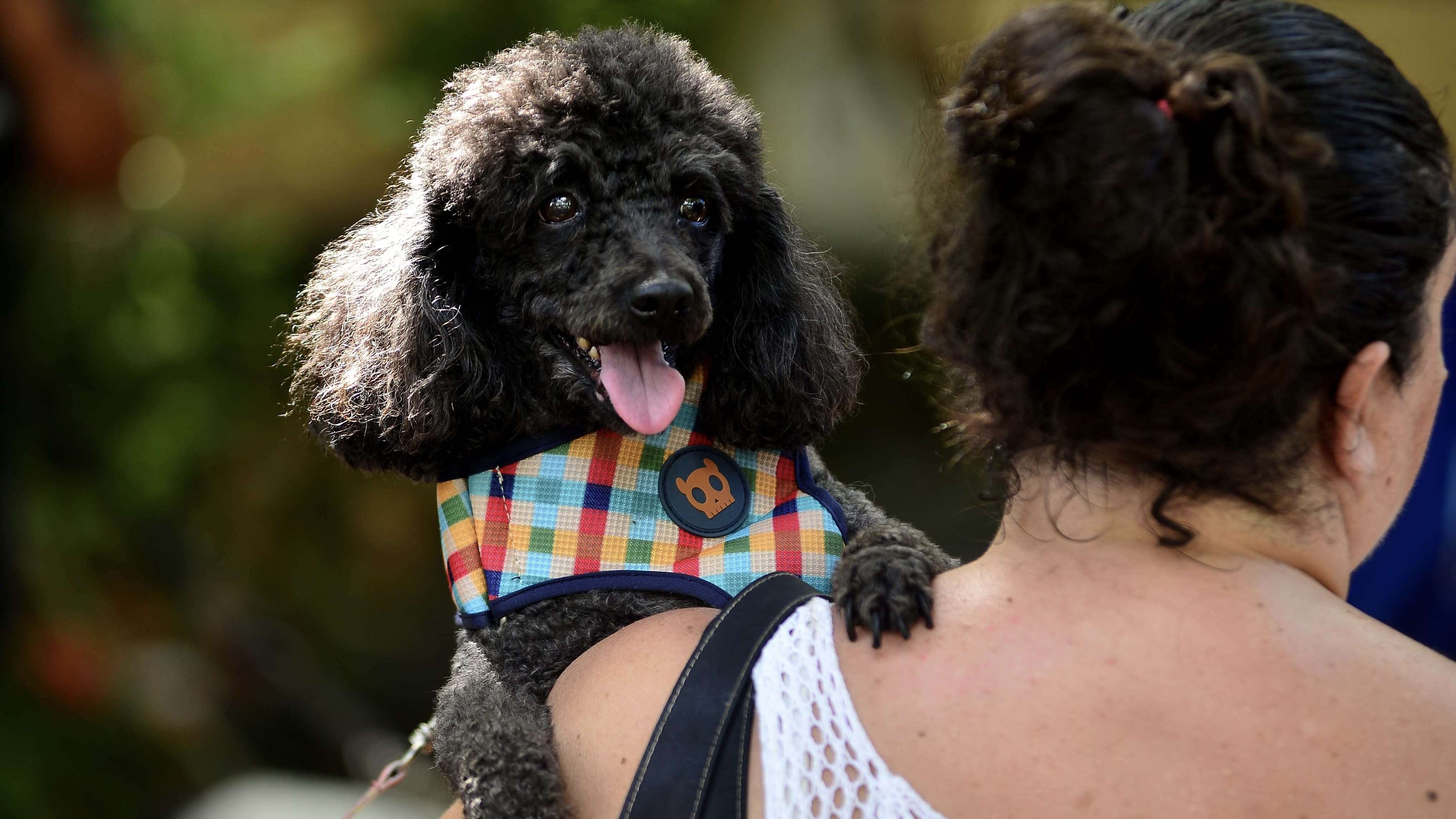 Protegendo nossos amigos peludos: Como lidar com o medo dos animais de estimação durante a queima de fogos do réveillon