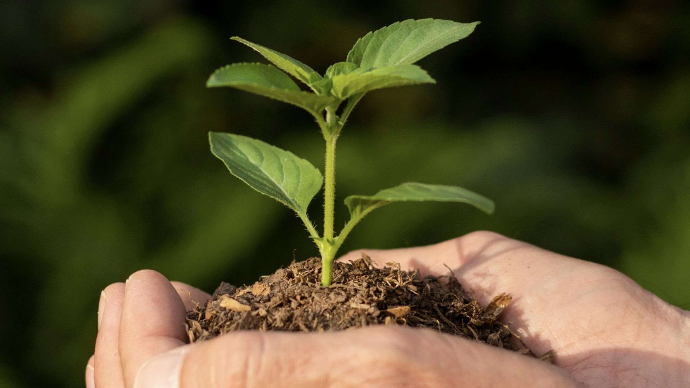 Onda de calor e seca na Amazônia alertam para as mudanças climática