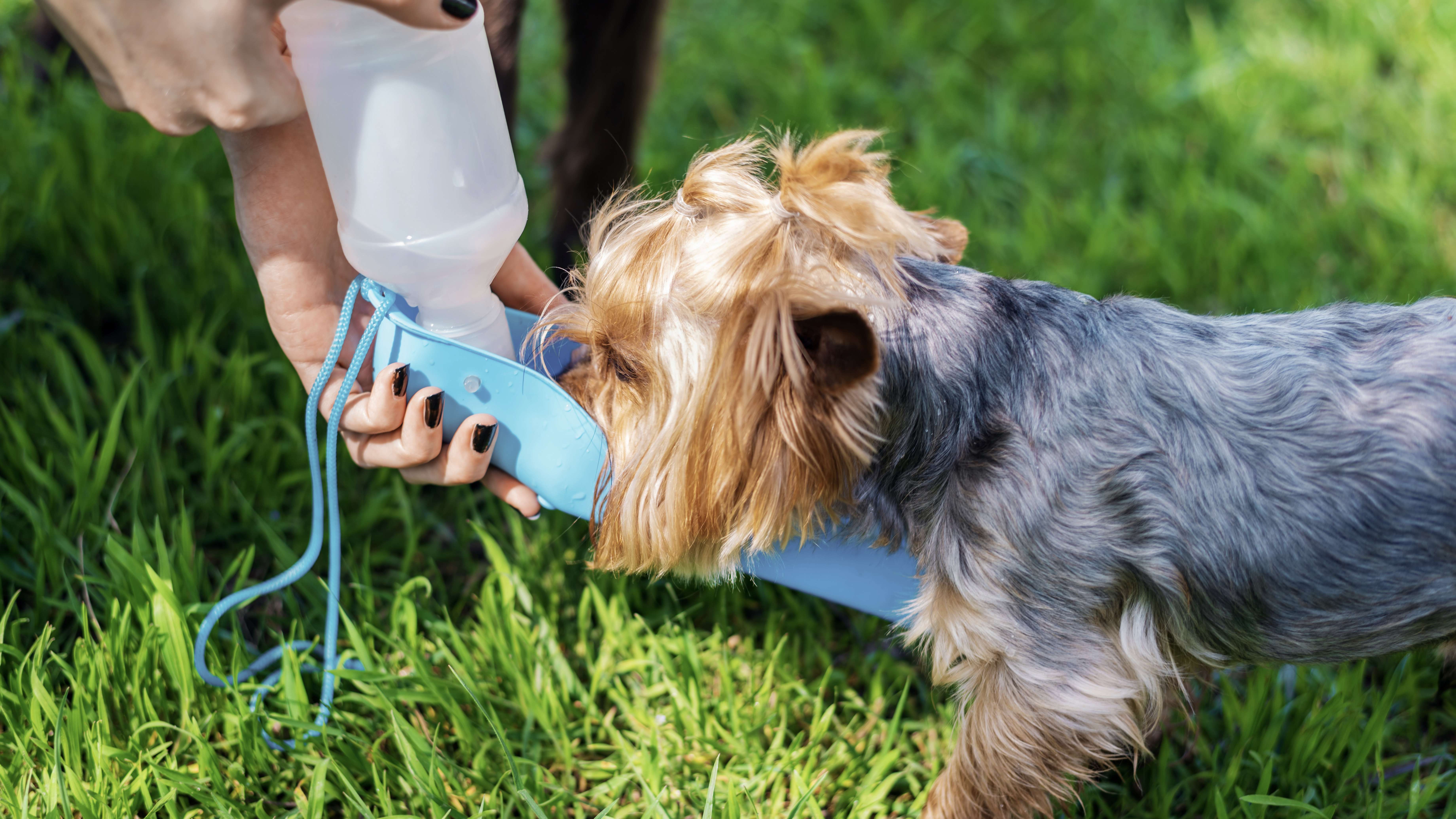 Cuidados essenciais para proteger seu pet durante a onda de calor
