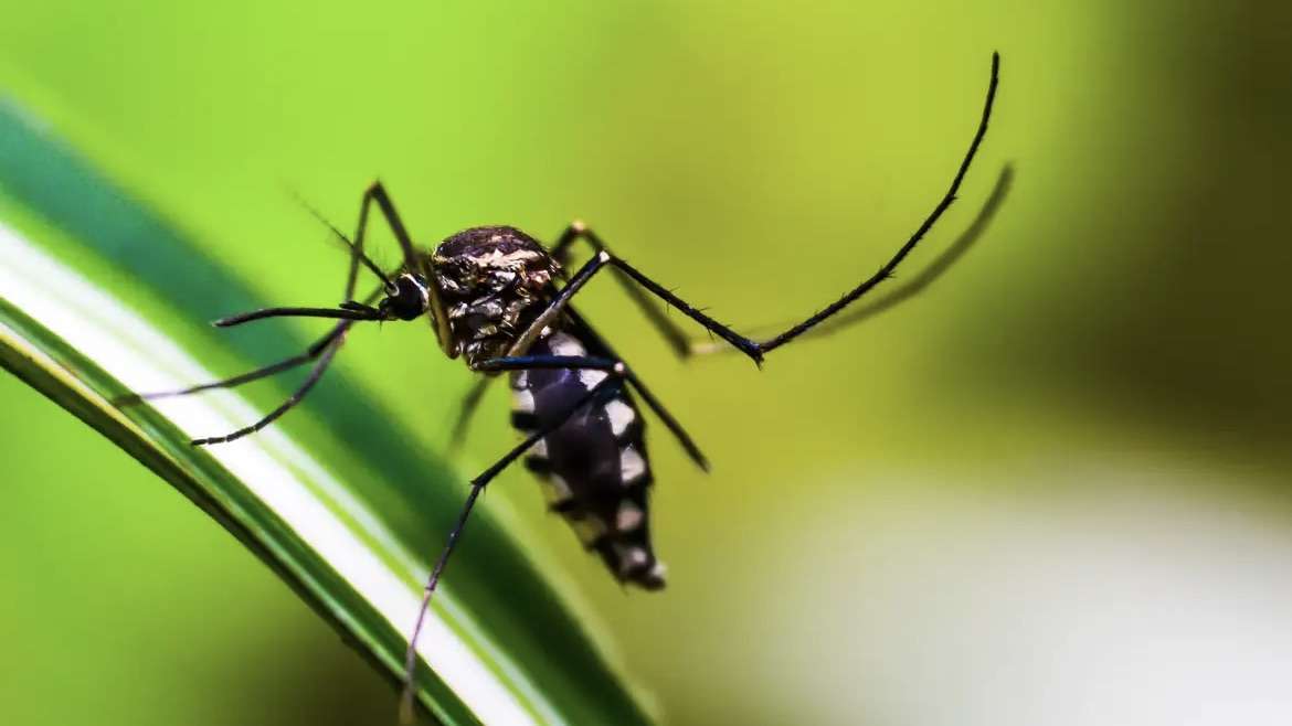 Estado do Rio de Janeiro declara epidemia de dengue mais de 49 mil casos registrados