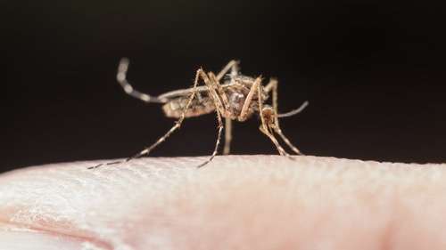 A Dengue avança no Brasil mais de 688 mil casos registrados em 2024.