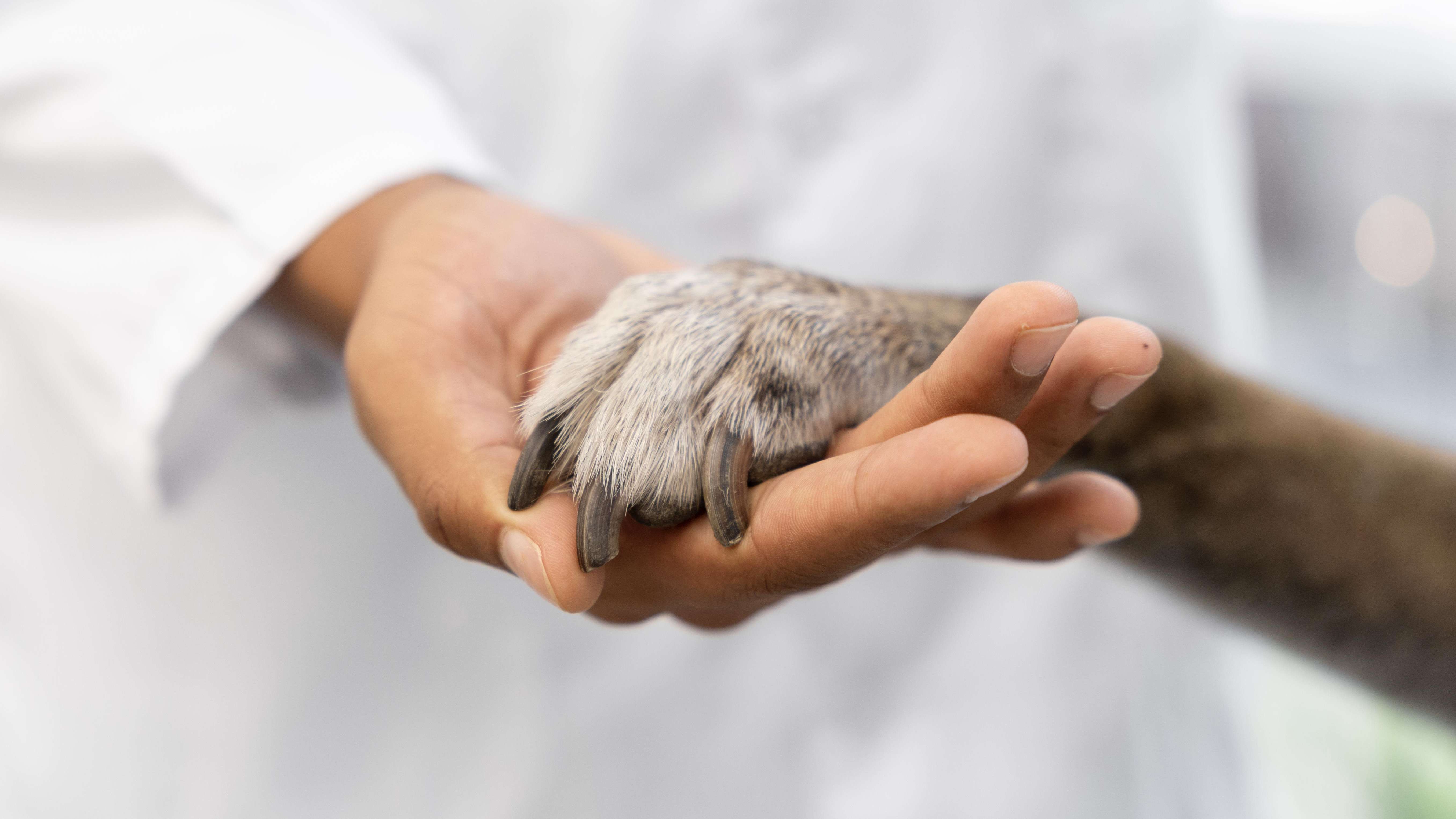 Estratégias fundamentais para cuidar de cães e gatos com câncer especialista compartilha dicas essenciais
