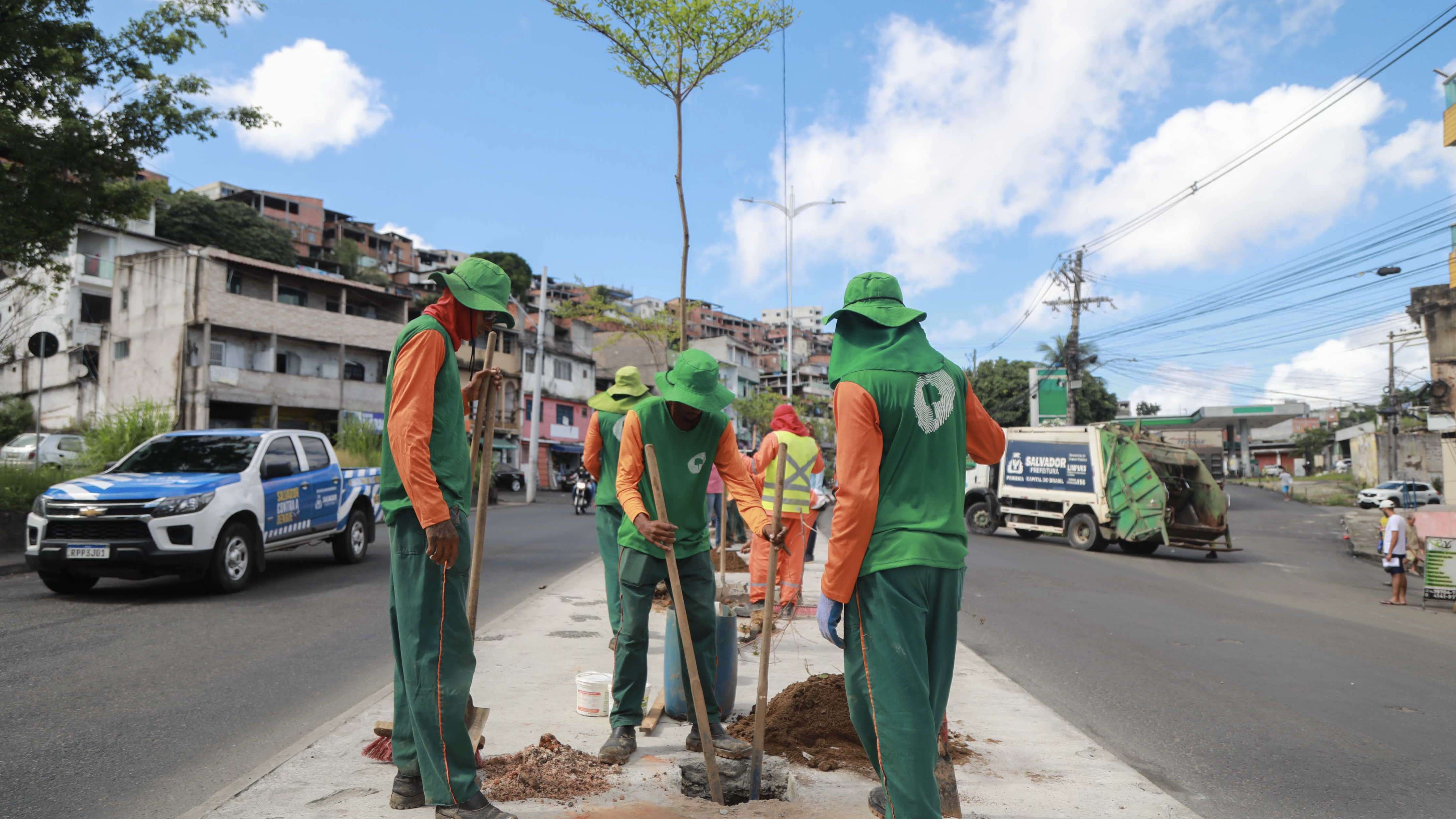 Prefeitura de Salvador Inicia replantio de 50 novas àrvores na Avenida Suburbana