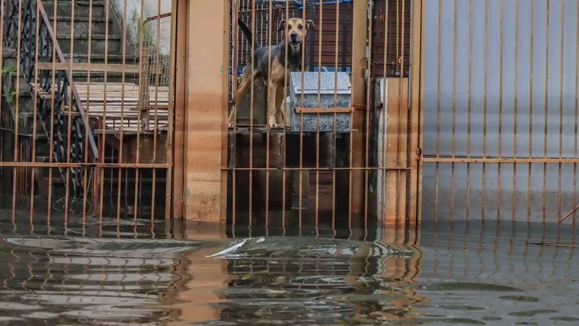 Cães resgatados em cheias no Rio Grande do Sul São adotados em Brasília.