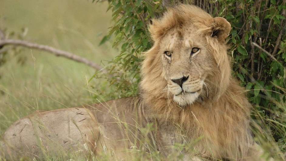 Tráfico de vida selvagem causa danos “incalculáveis” à natureza, afirma ONU