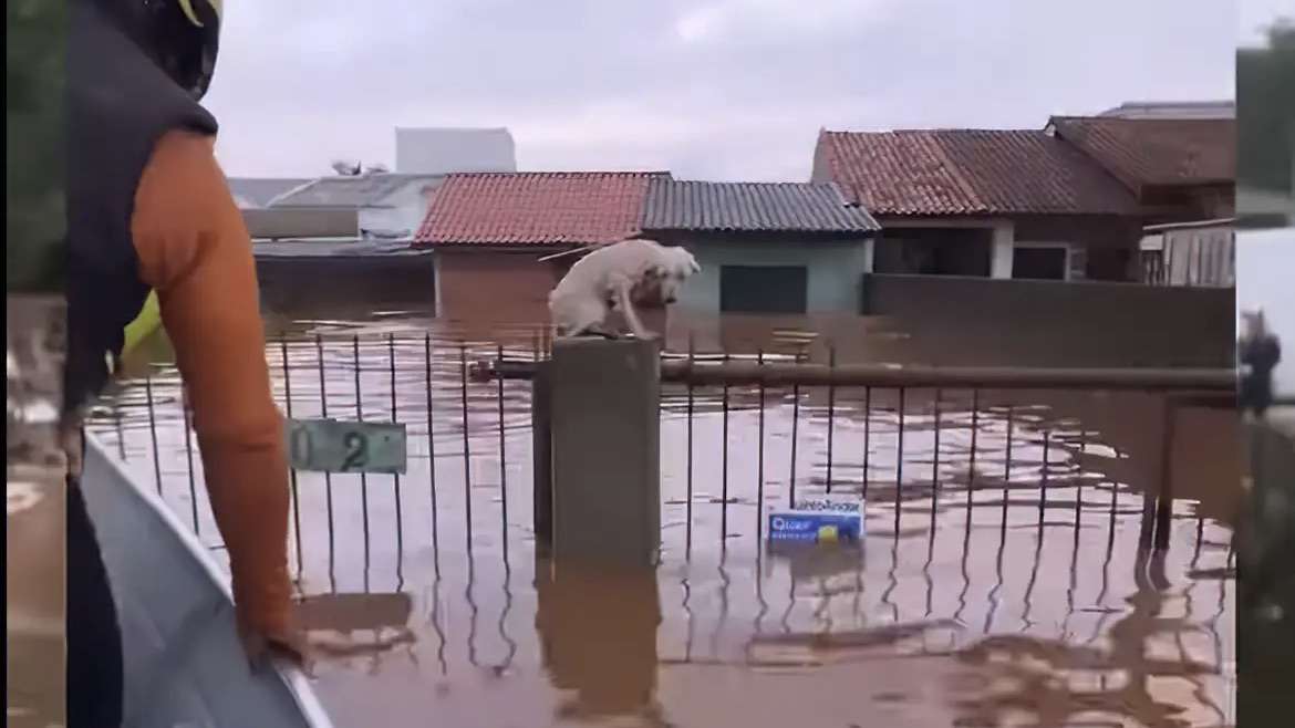 Resgate de animais ilhados no Rio Grande do Sul mobiliza equipes e voluntários.