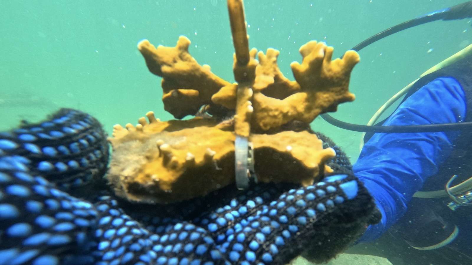 Projeto mares realiza ações de educação ambiental e científica na ilha de Itaparica