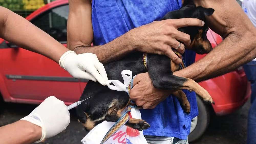 Campanha de vacinação antirrábica supera 40 mil animais imunizados em Salvador