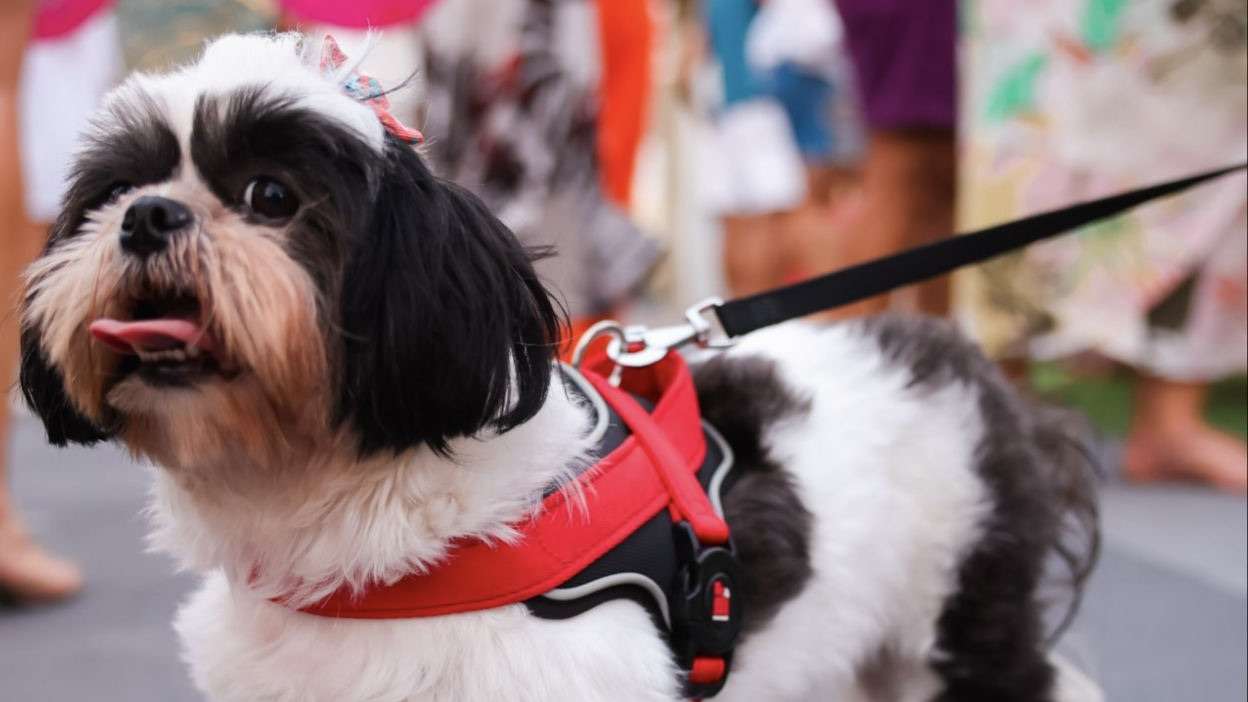Último fim de semana para vacinação antirrábica no shopping Barra