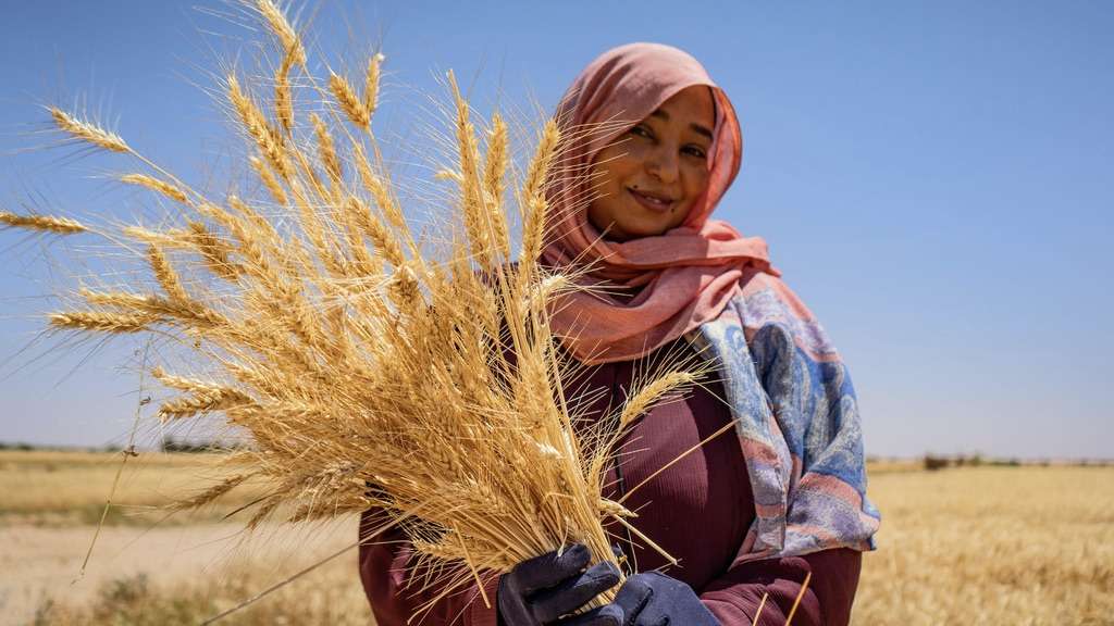 Estabilidade e variações análise dos preços globais de alimentos em junho