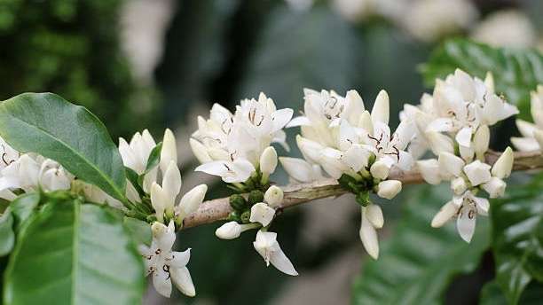 Exploração das flores de café novas aplicações na indústria de produtos de consumo.