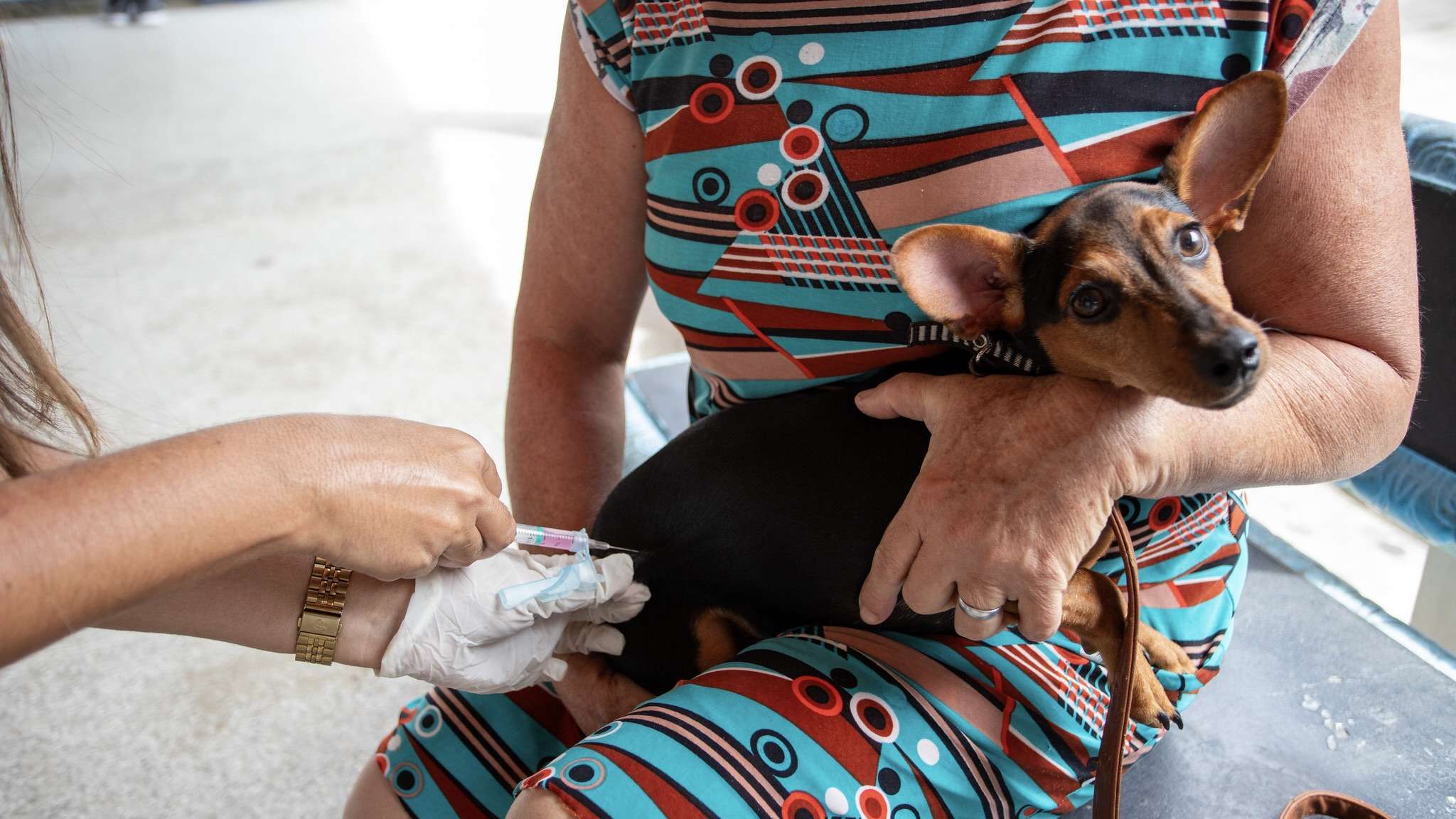 Campanha de vacinação antirrábica em Lauro de Freitas já imunizou mais de 5 mil animais