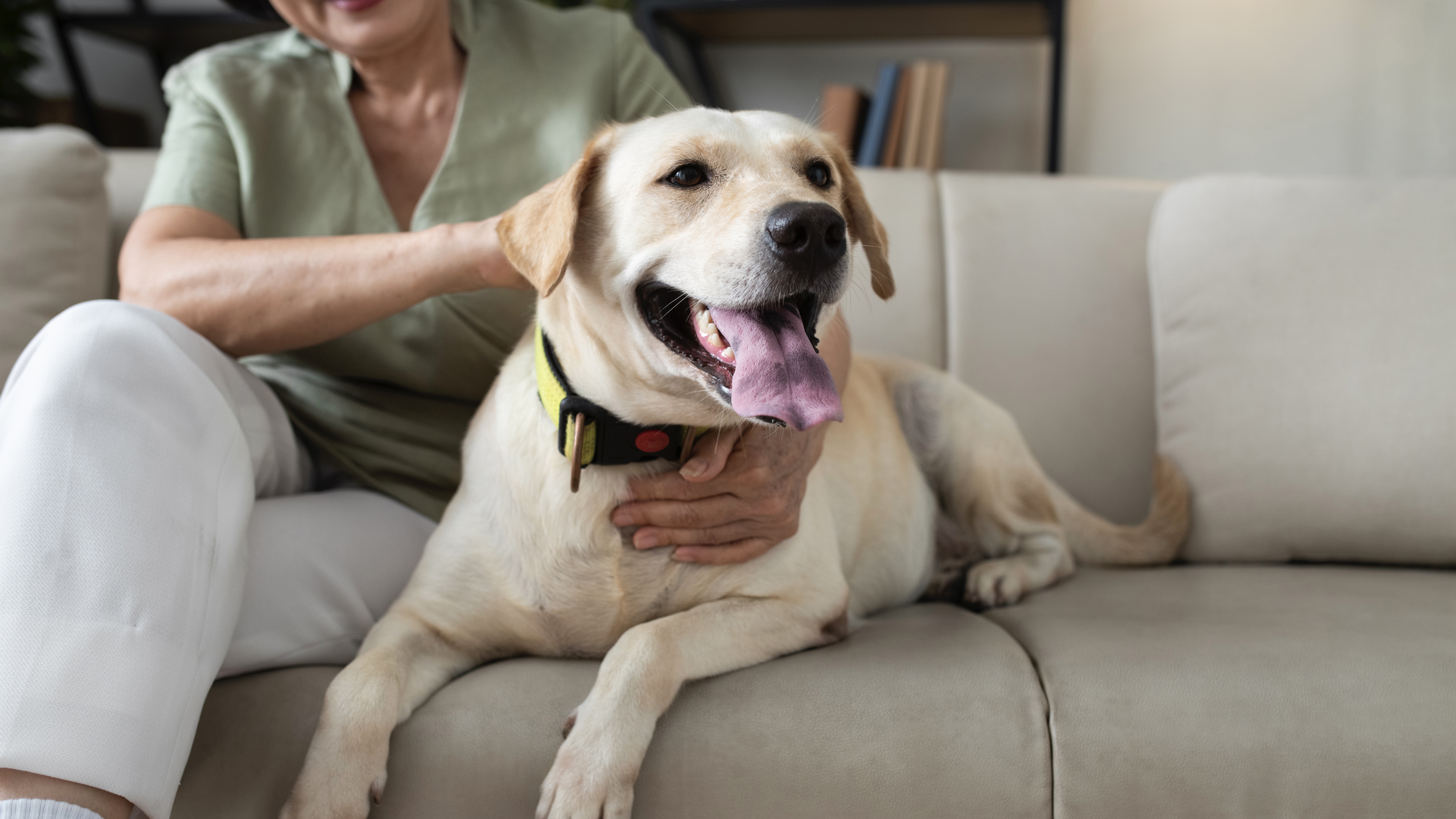 Hérnia de disco em cães e gatos, risco de paralisia e necessidade de cuidados imediatos