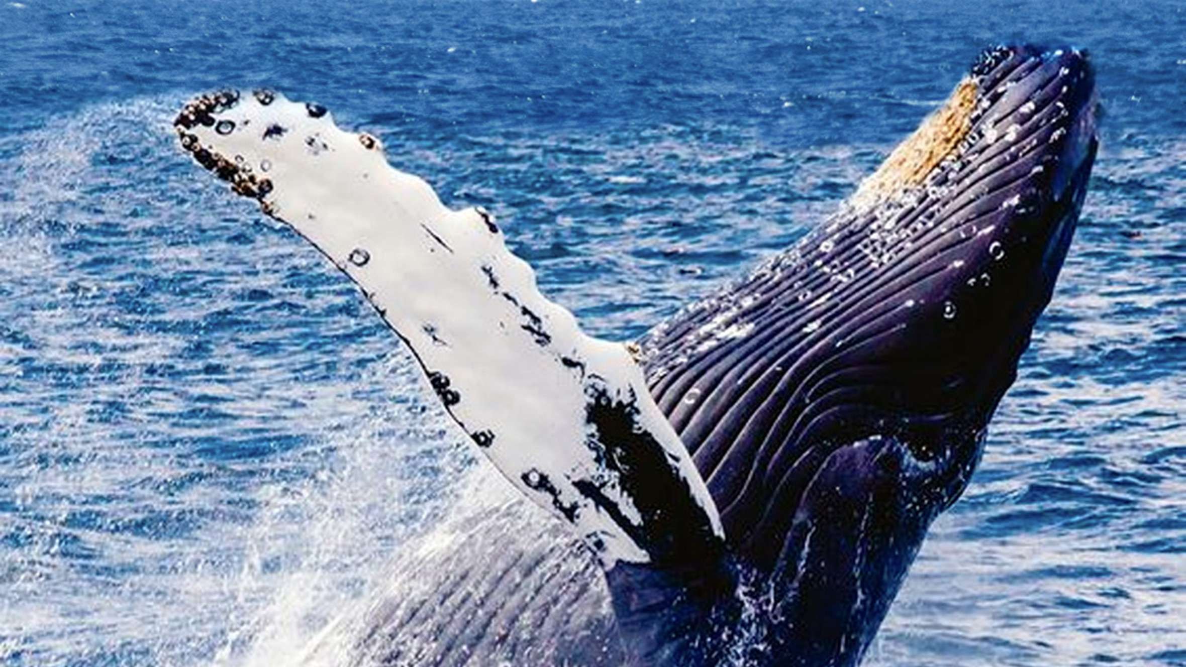 Ocean Troika Dialogue economia sustentável do oceano em debate no 11º festival das baleias