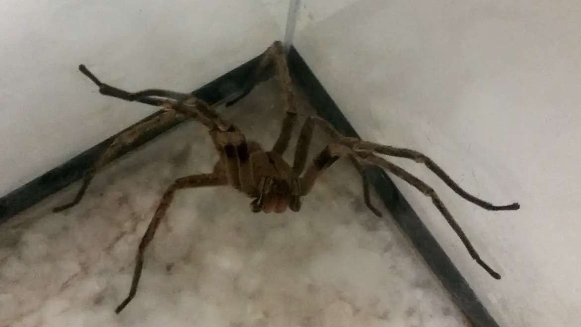 Picadas de aranhas é a segunda principal causa de envenenamento no Brasil