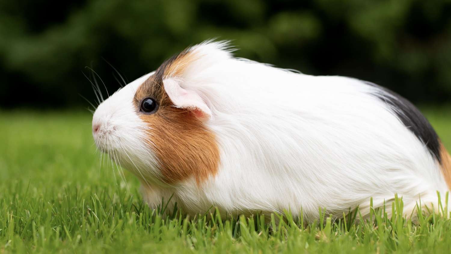 Palestra aborda alimentação de pets não convencionais