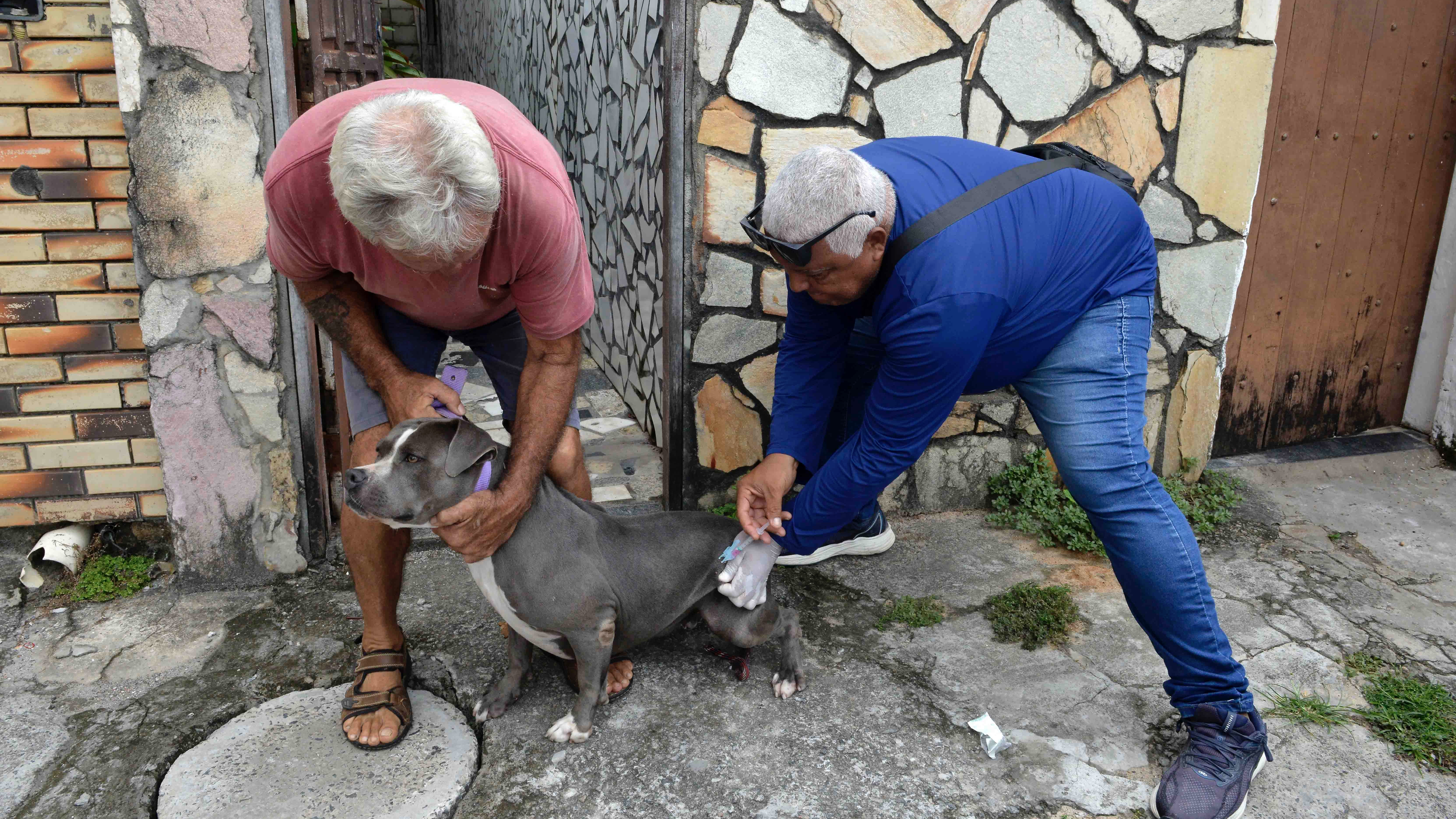 Vacinação antirrábica em Salvador avança com foco em locais de grande circulação