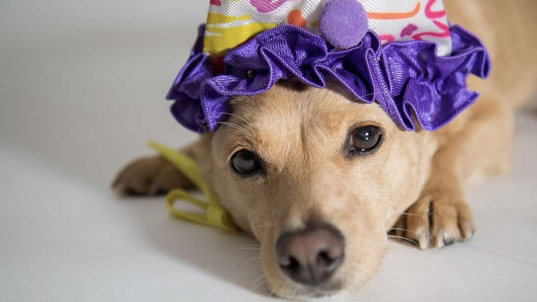 Carnaval e os riscos das fantasias para pets: cuidados essenciais