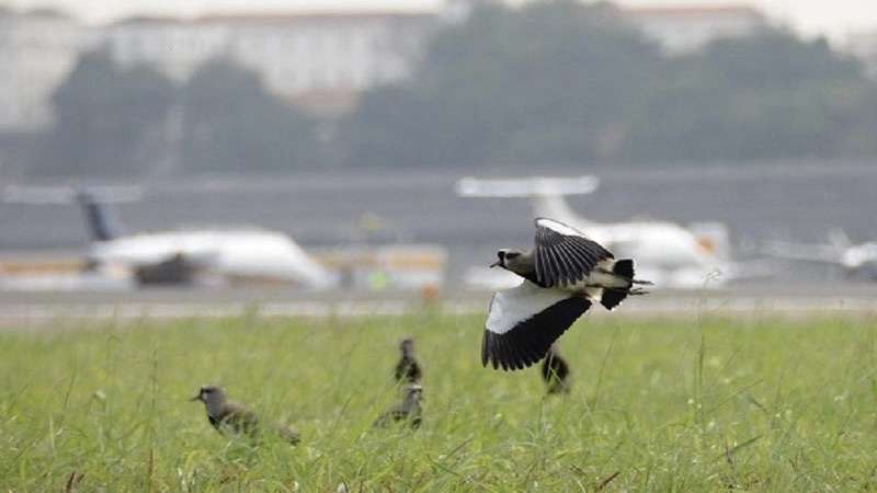 Medidas para reduzir choques de aviões com animais serão apresentadas em evento do MPor