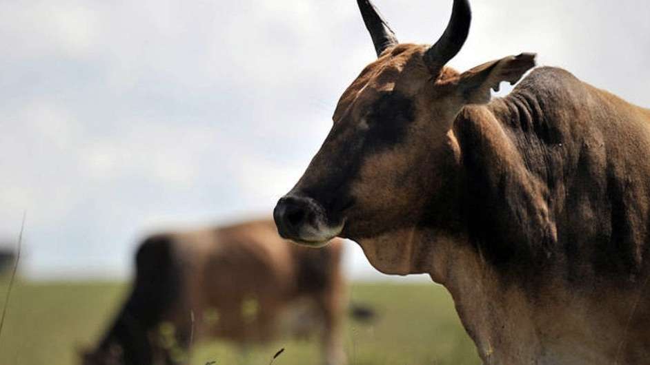 América do Sul avança para erradicação da febre aftosa sem vacinação, afirma agência da ONU.