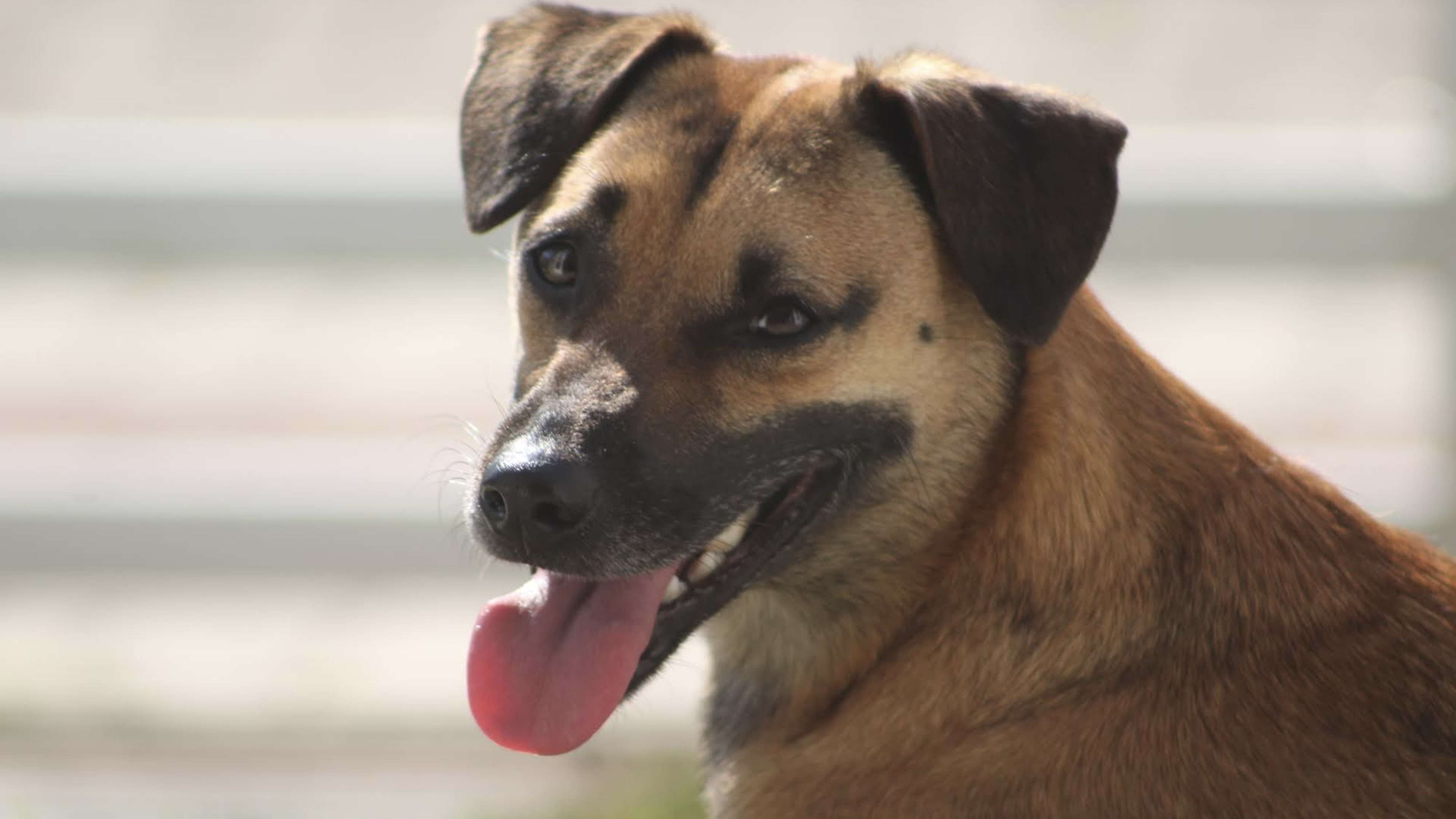 Produtos de limpeza e animais de estimação: orientações para garantir segurança e bem-estar