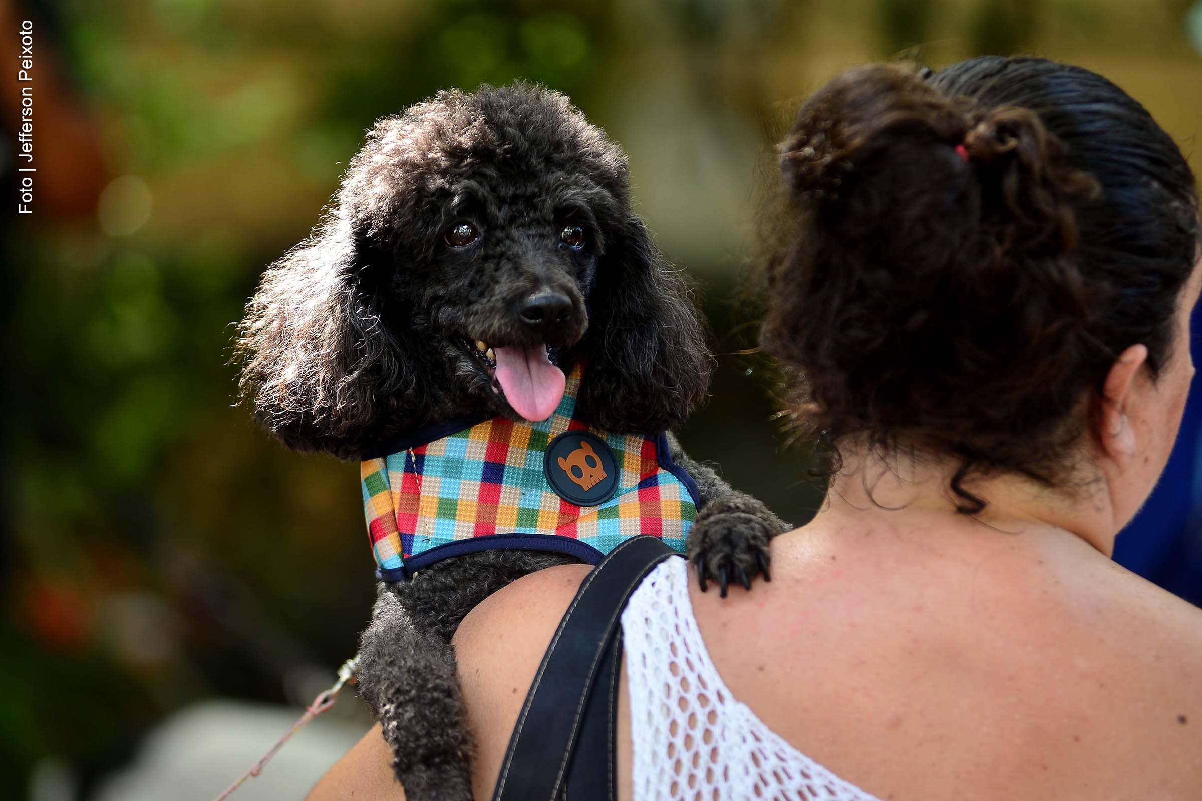 Salvador adere ao sistema nacional de cadastro de animais domésticos para reforçar combate ao abandono