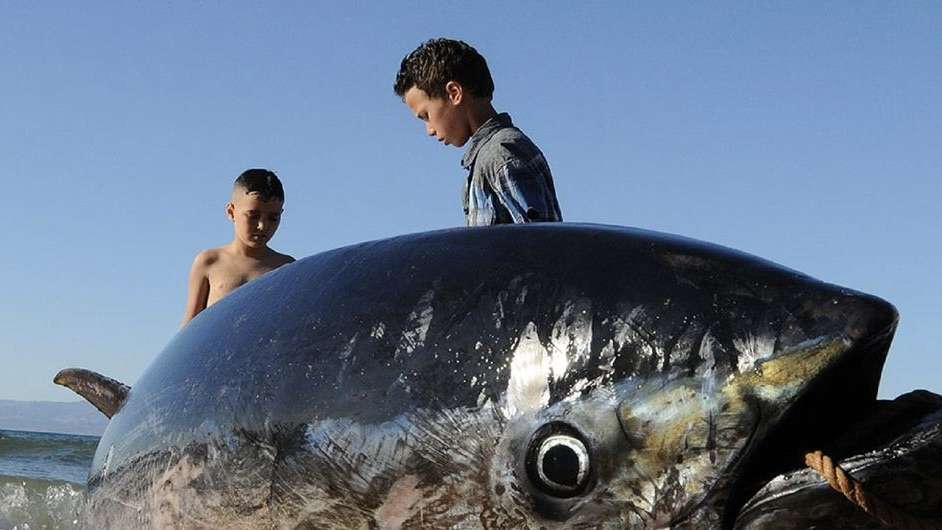 ONU destaca importância da pesca sustentável no Dia Mundial do Atum.