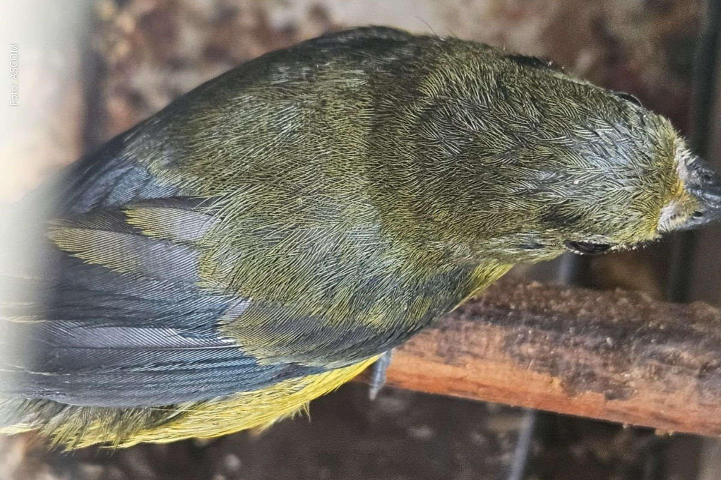 Mais de 50 aves silvestres são resgatadas em operações da Coppa e encaminhadas ao CETAS de Salvador