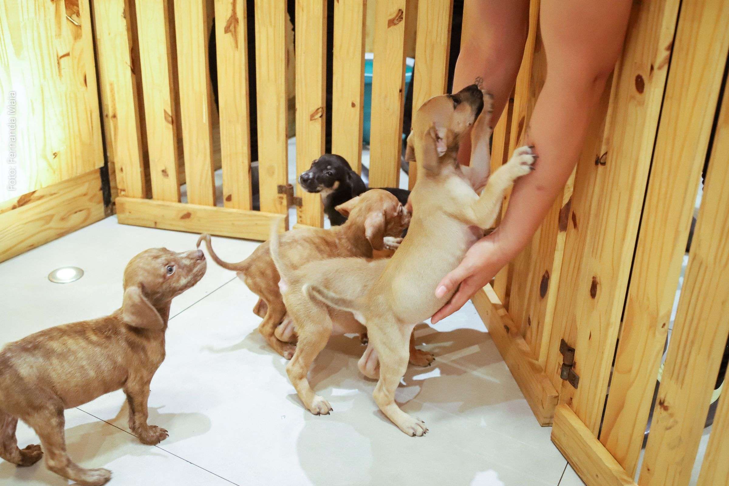 Boulevard Camaçari realiza Feira de Adoção de Pets com foco em cães e gatos resgatados