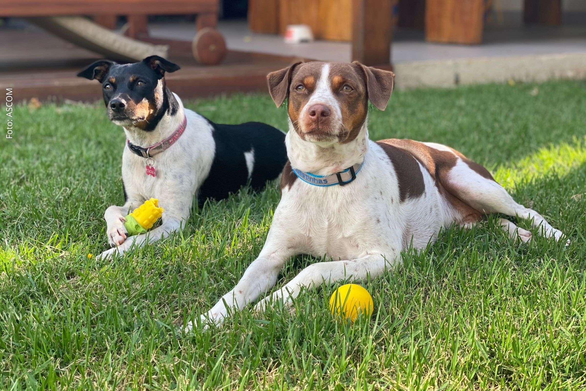 Espaços urbanos, hotéis e destinos turísticos adaptam-se para receber animais de estimação com segurança e conforto.
