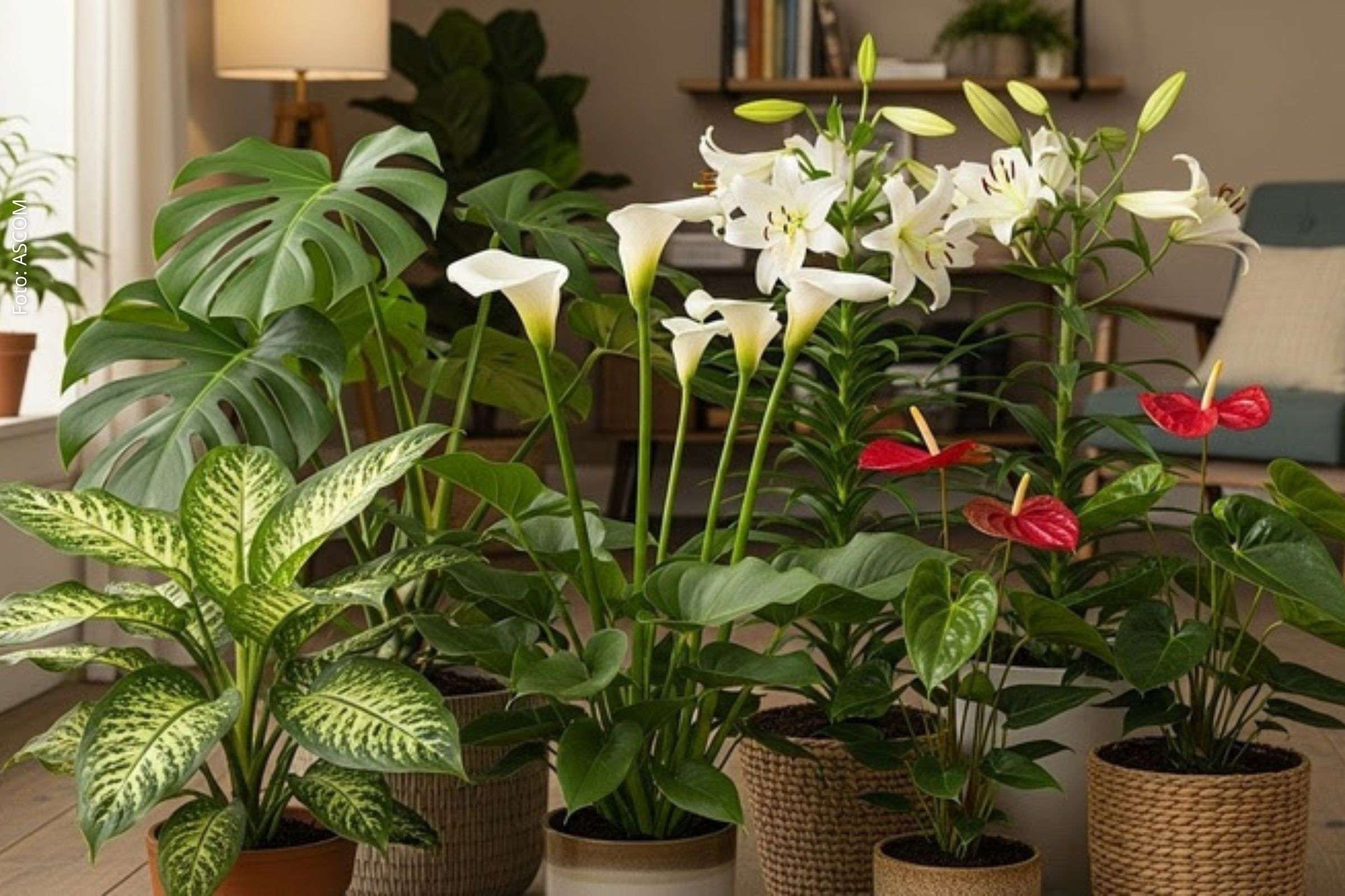 Perigo em casa: Médica veterinária alerta para plantas tóxicas para cães e gatos e como agir em casos de intoxicação