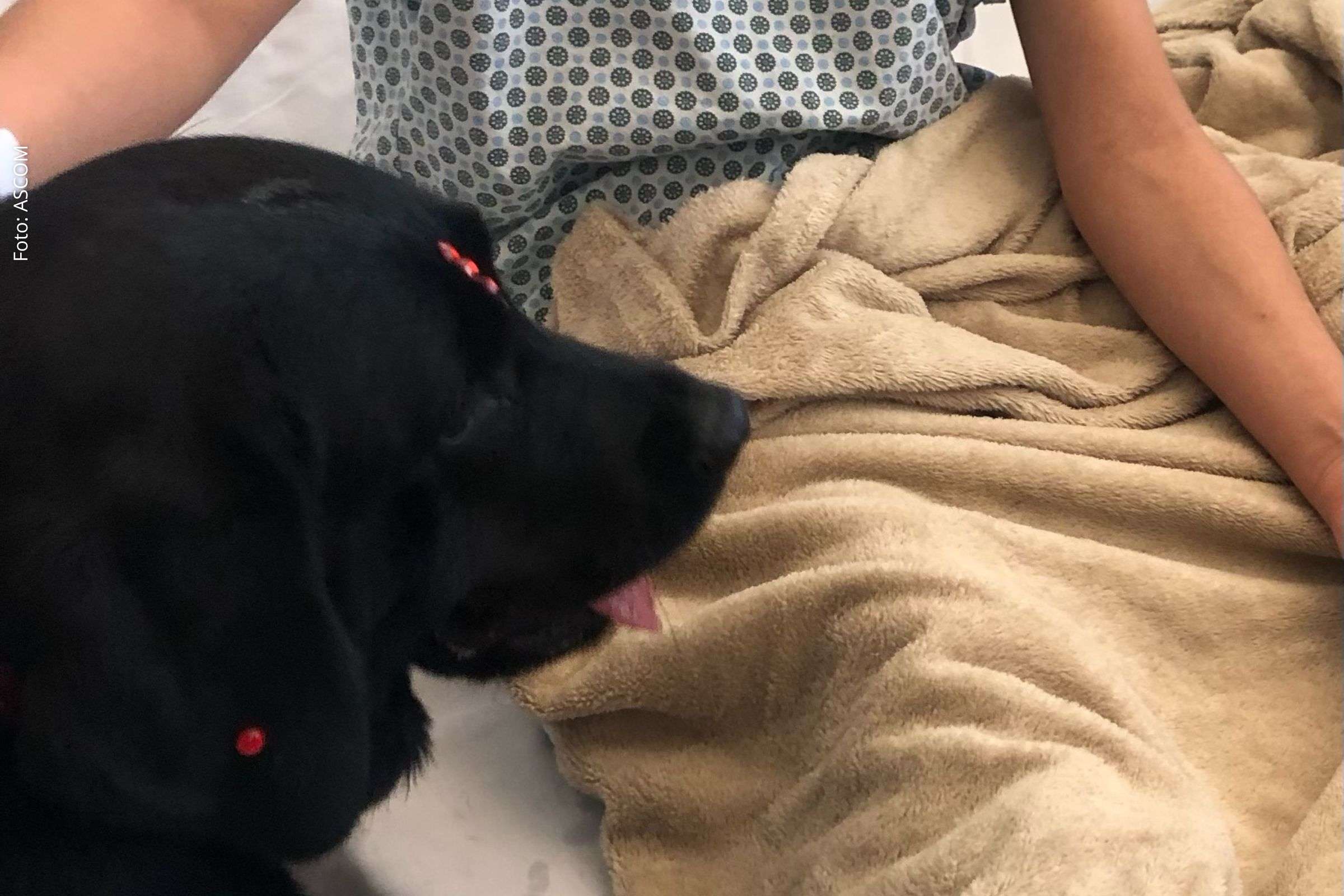 Hospital Ortopédico do Estado da Bahia integra nova cadela terapeuta ao programa de Terapia Assistida por Animais