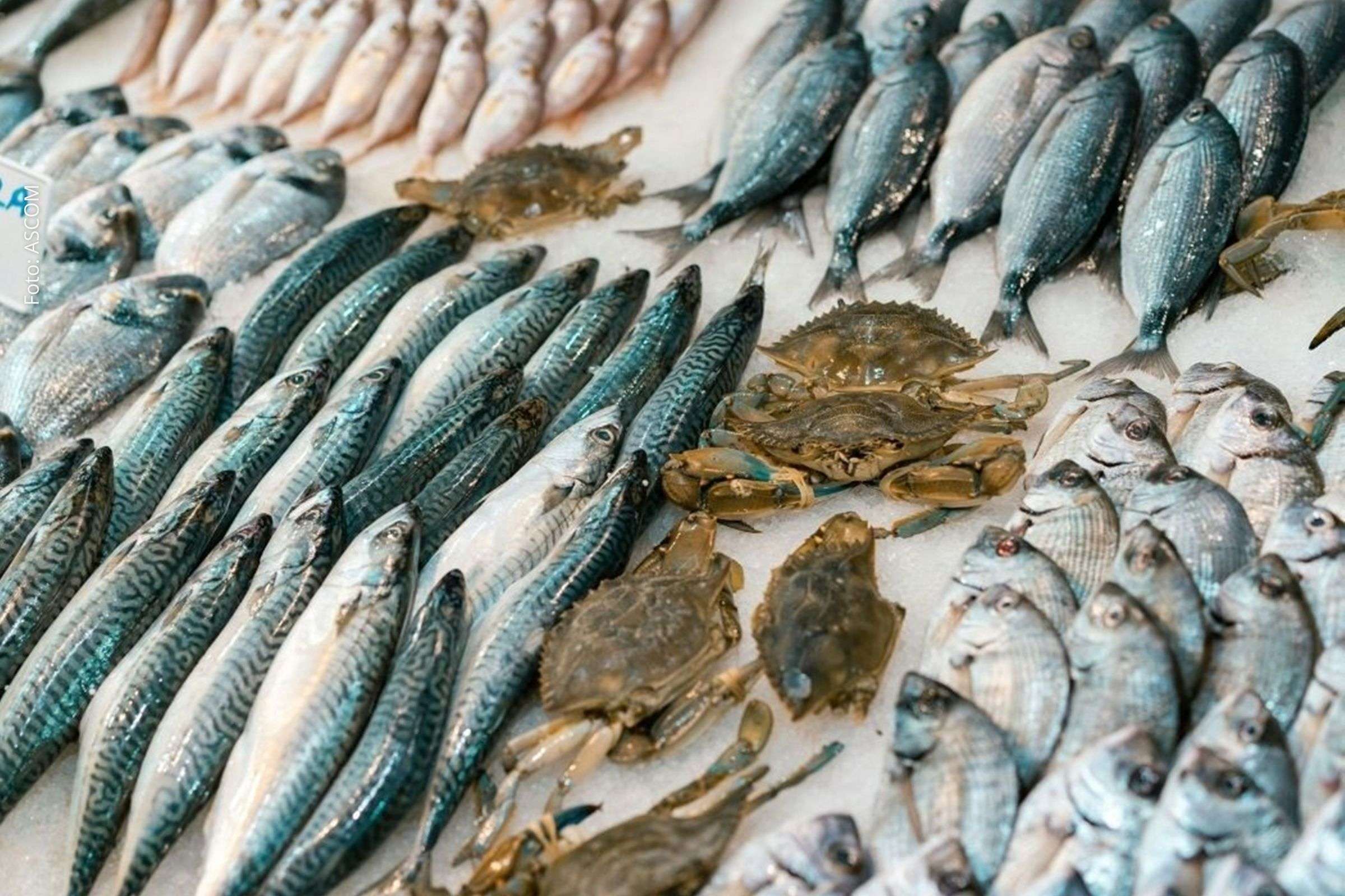 Evento reúne chefs, produtores e empresários para fortalecer a cadeia do pescado na Bahia.