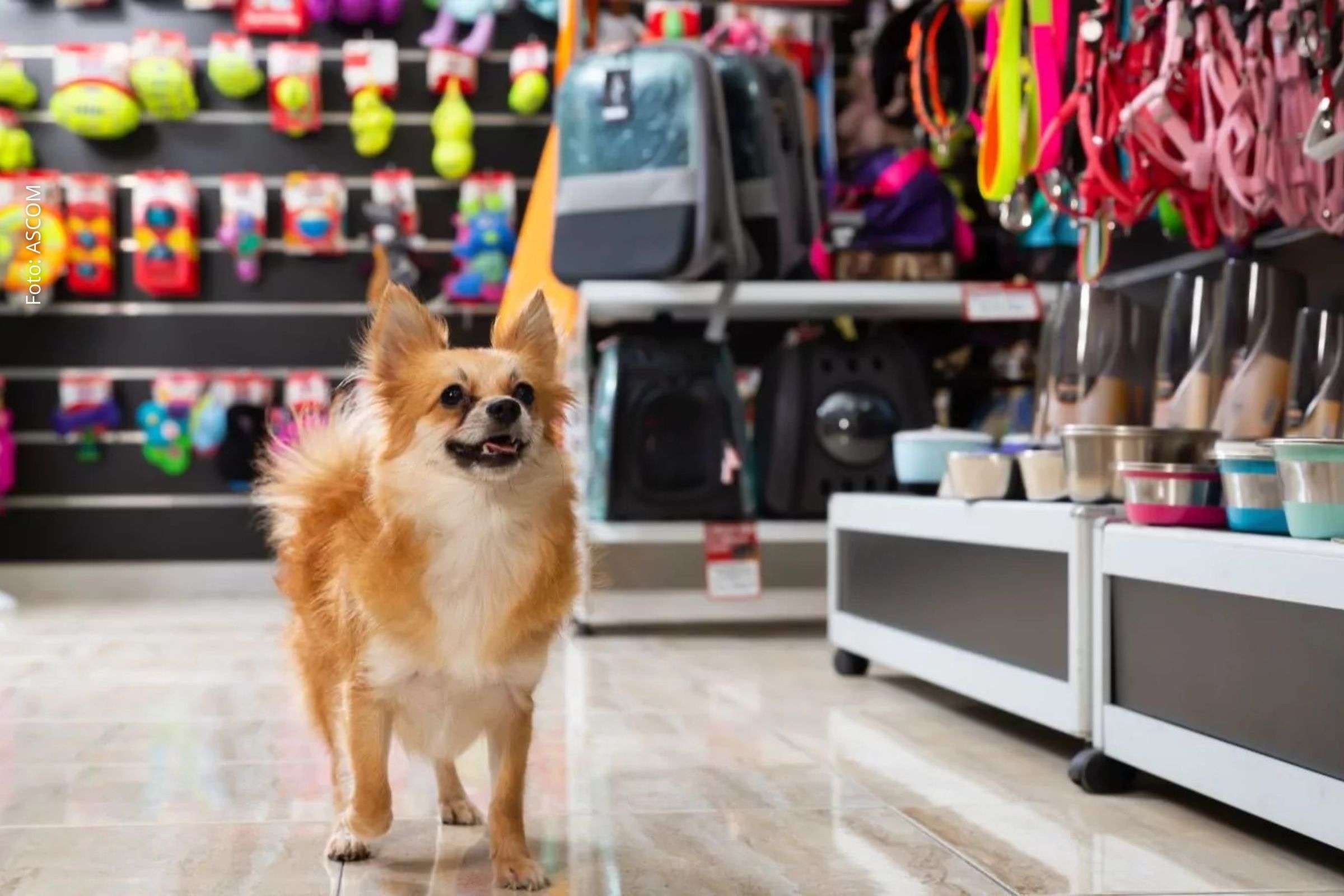 Crescimento do mercado pet amplia competitividade e exige adaptação técnica das empresas do setor