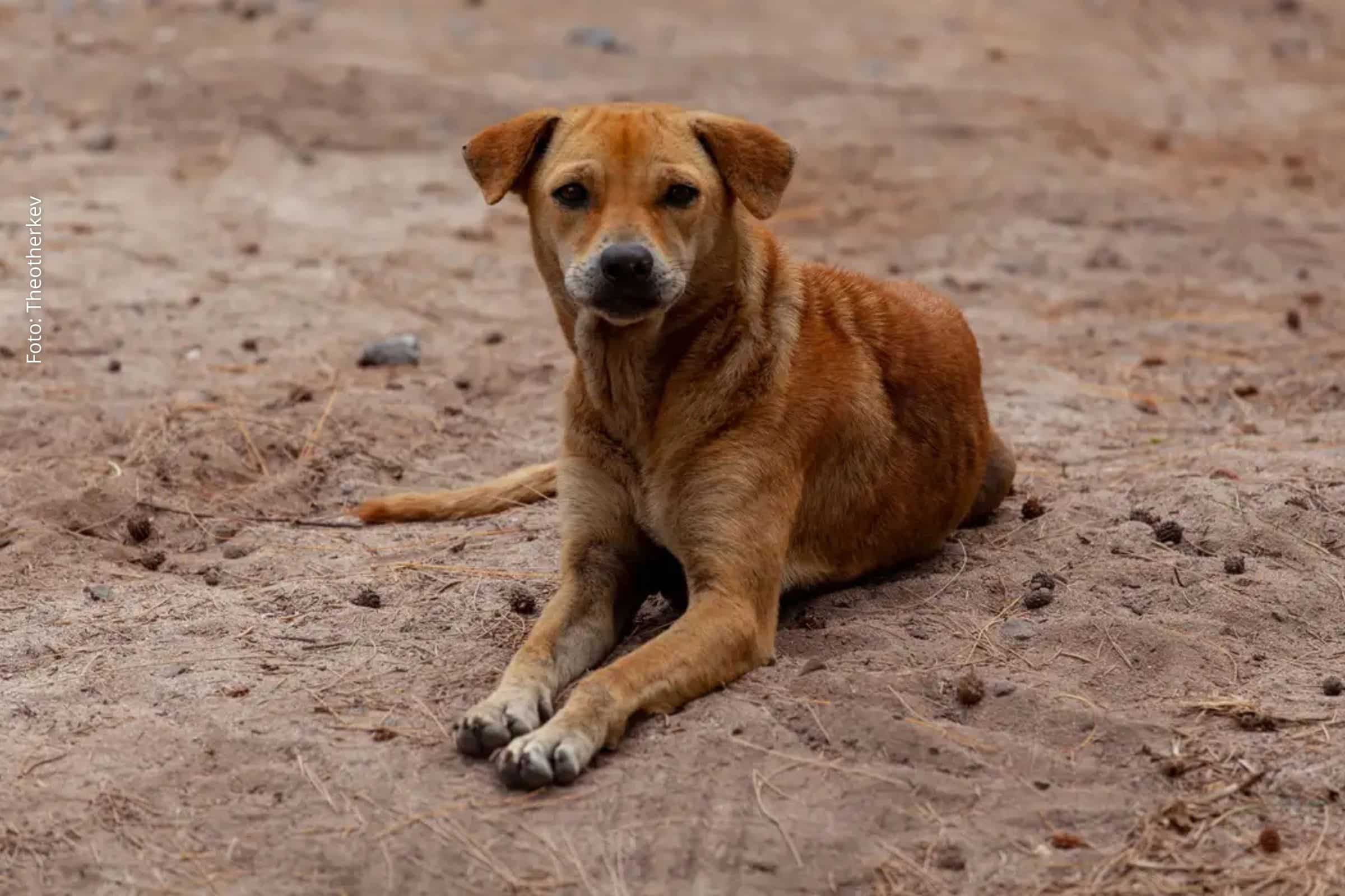 Lei reconhece vira-lata caramelo como expressão cultural de São Paulo e amplia debate sobre proteção animal e combate ao abandono