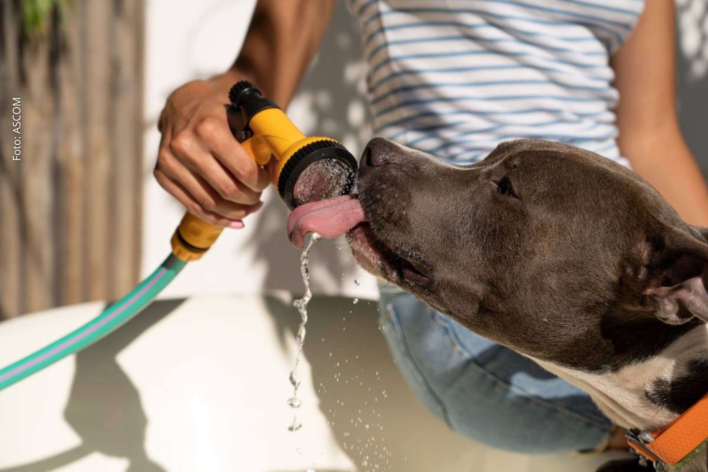 Cuidados essenciais com pets no verão: Hidratação, prevenção de doenças e proteção contra o calor