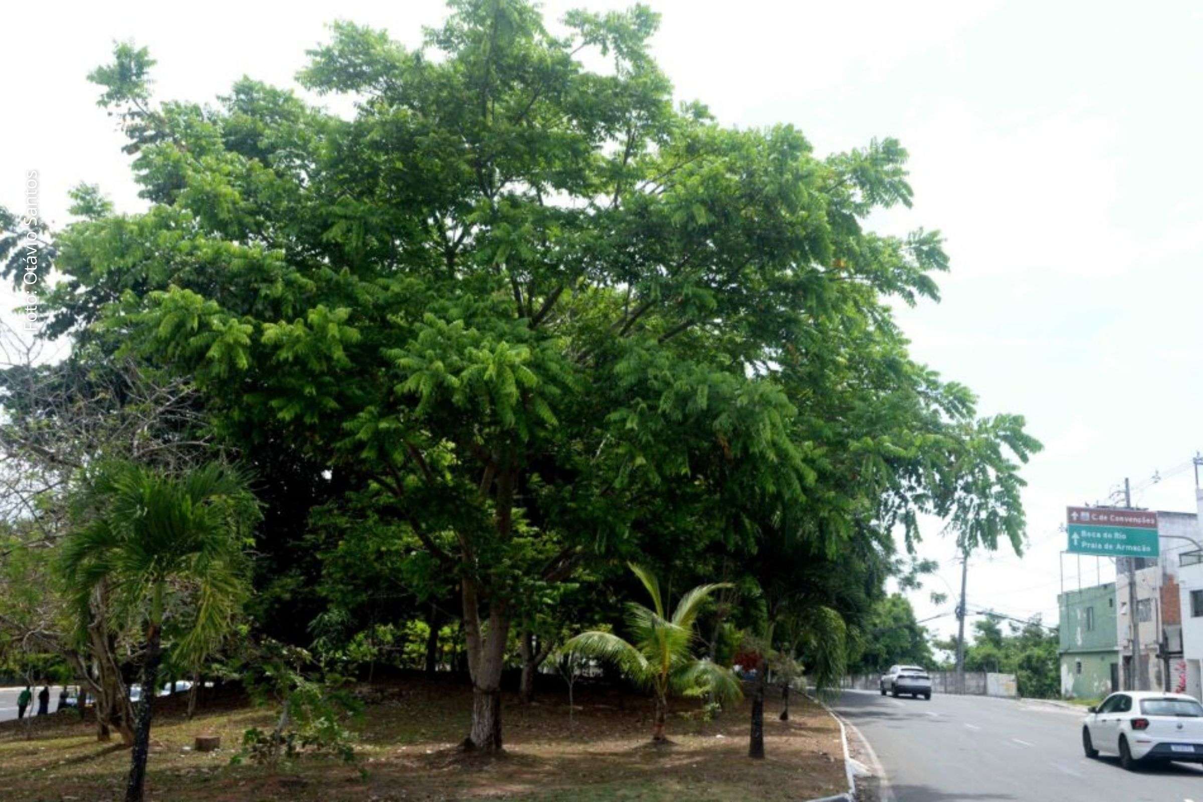 Com investimentos em áreas verdes, Prefeitura transforma ruas e avenidas em locais mais arborizados em Salvador