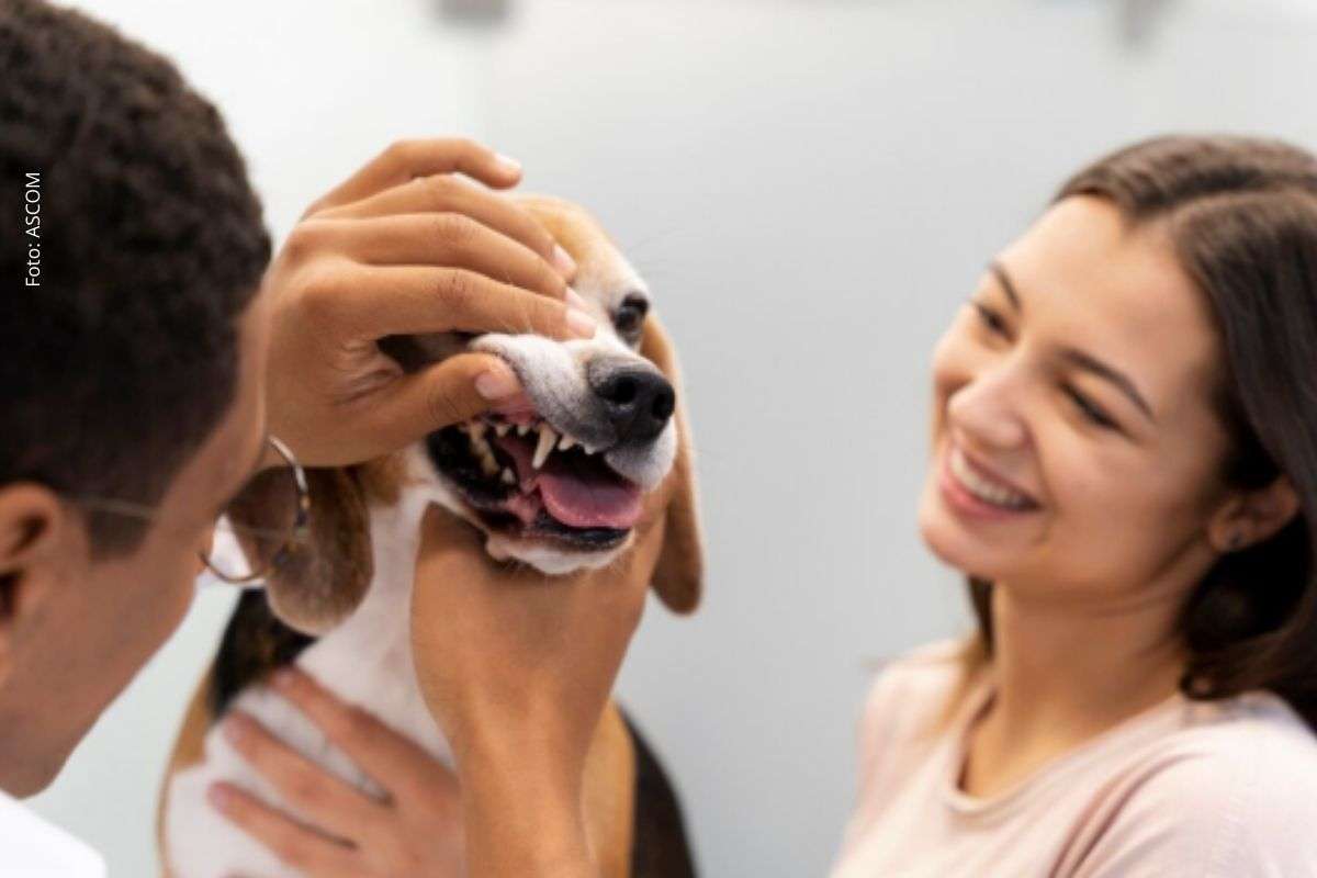 Especialista alerta que higiene oral regular, consultas veterinárias e alimentação adequada reduzem riscos e melhoram a qualidade de vida dos pets.