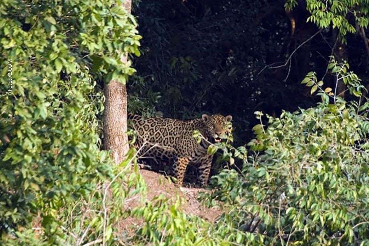 ONU alerta para risco de extinção em massa e destaca ações globais que ajudam a salvar espécies ameaçadas