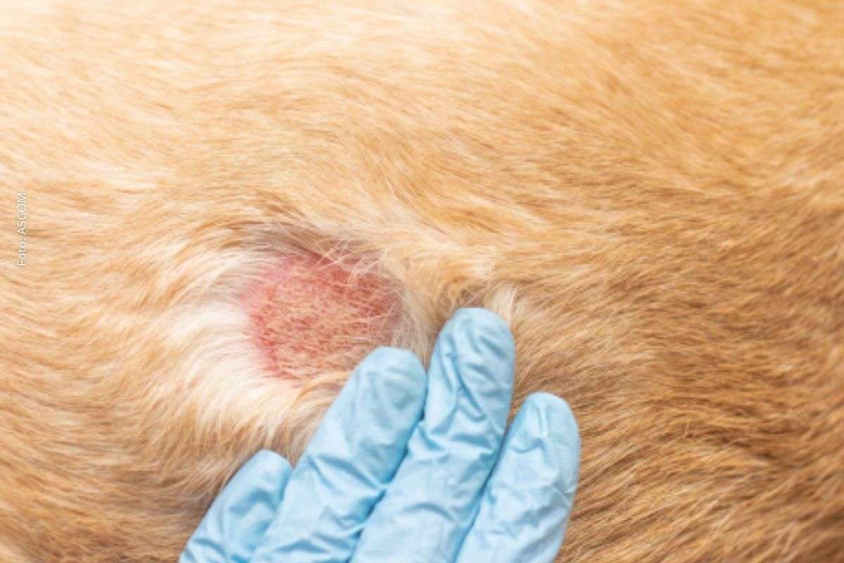 Esporotricose na Bahia: Quase 100 casos registrados em 2026 acendem alerta para transmissão por gatos e cuidados preventivos