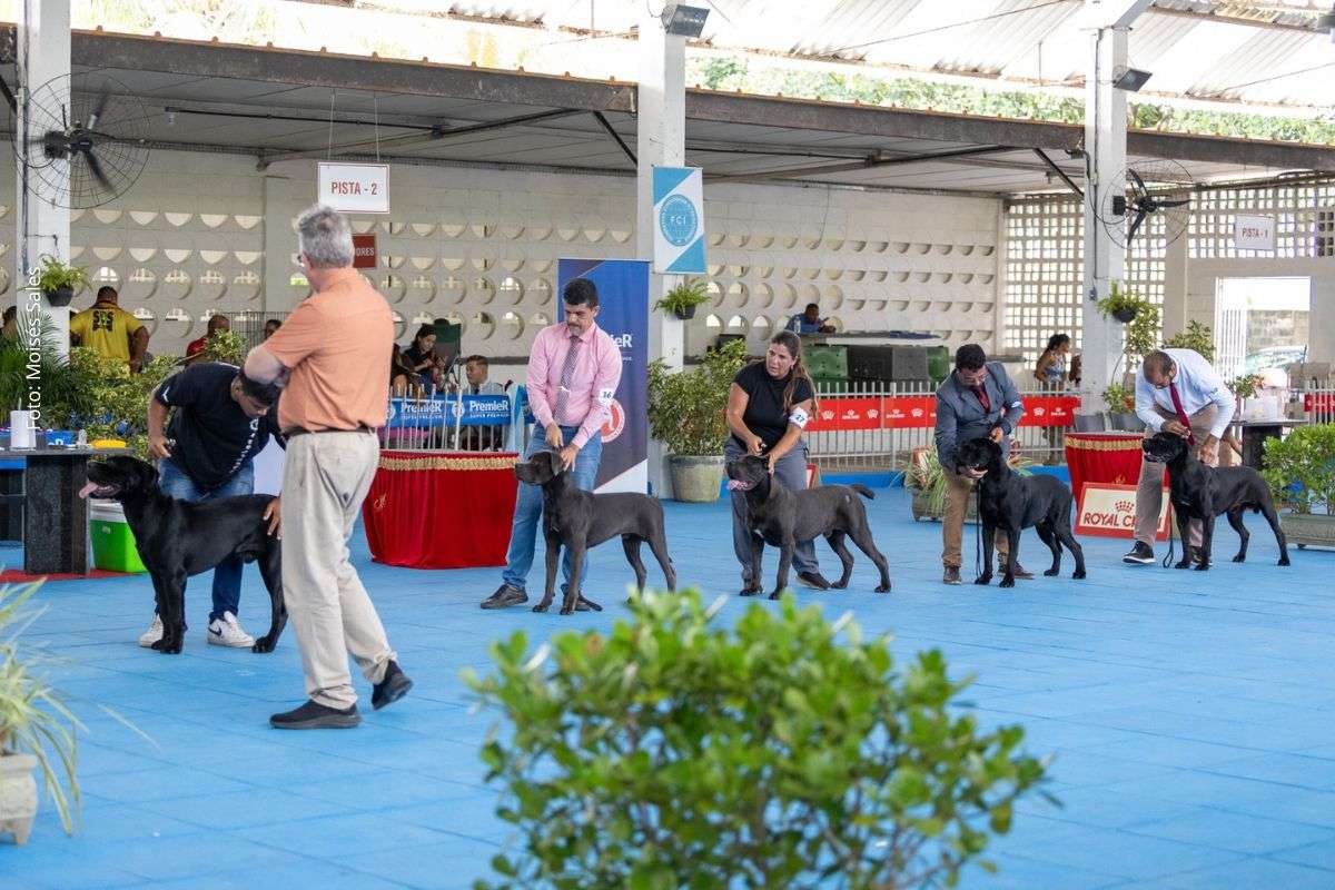Competição promovida pelo Clube Baiano de Cinofilia reúne criadores, especialistas e cães de diversas raças.